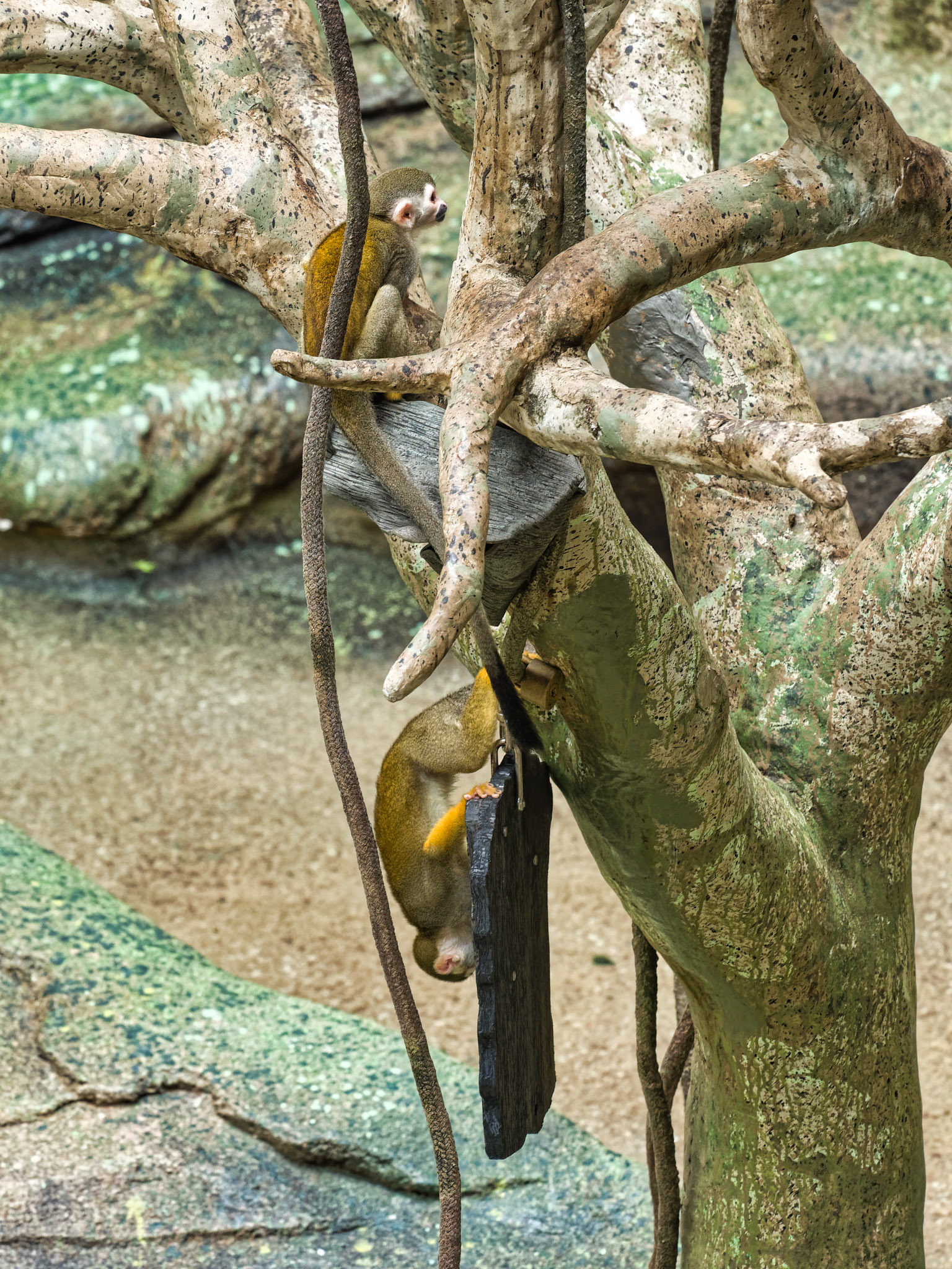 IL Brookfield Zoo 00011