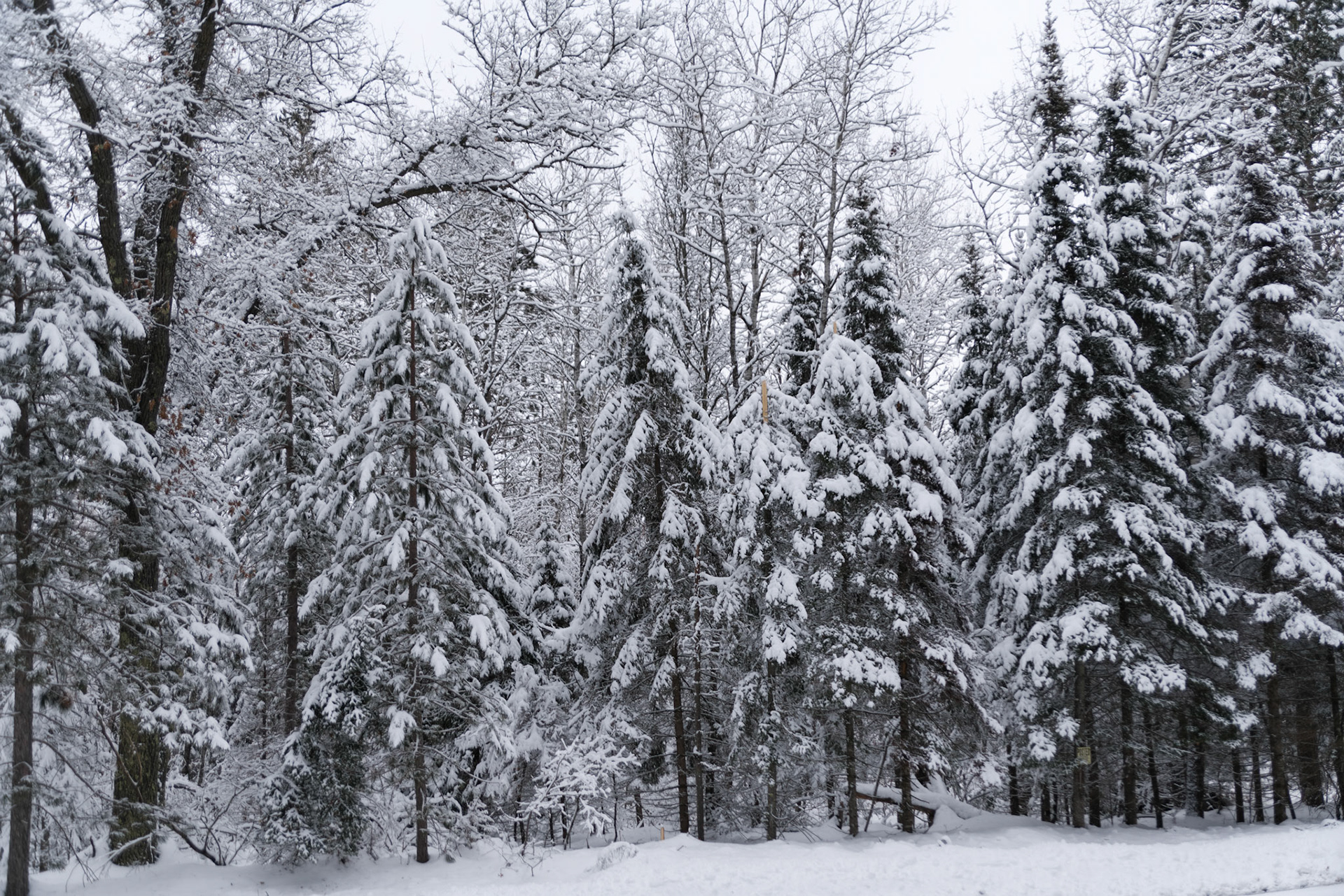WI Fence 00391