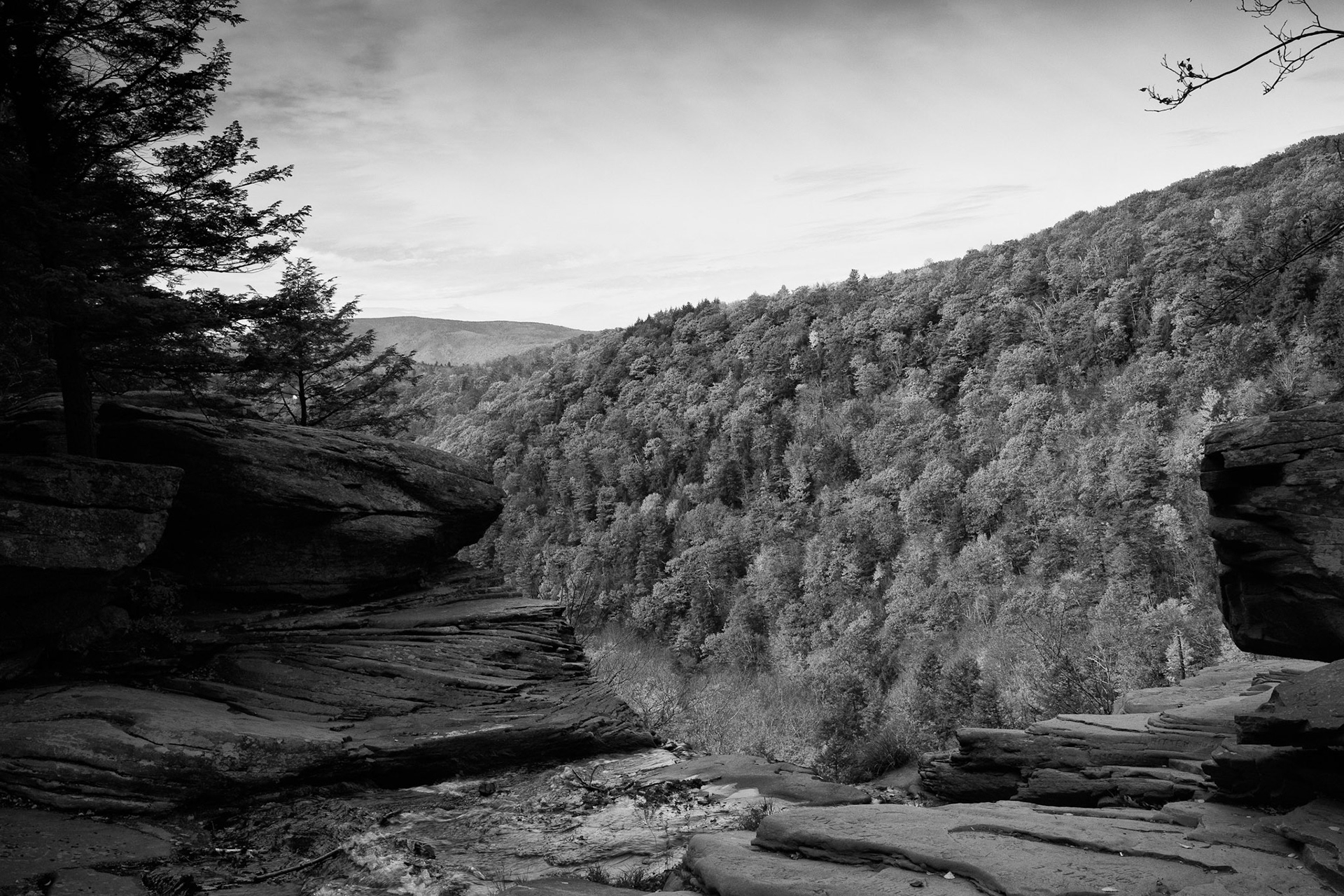 Black & White 00131
