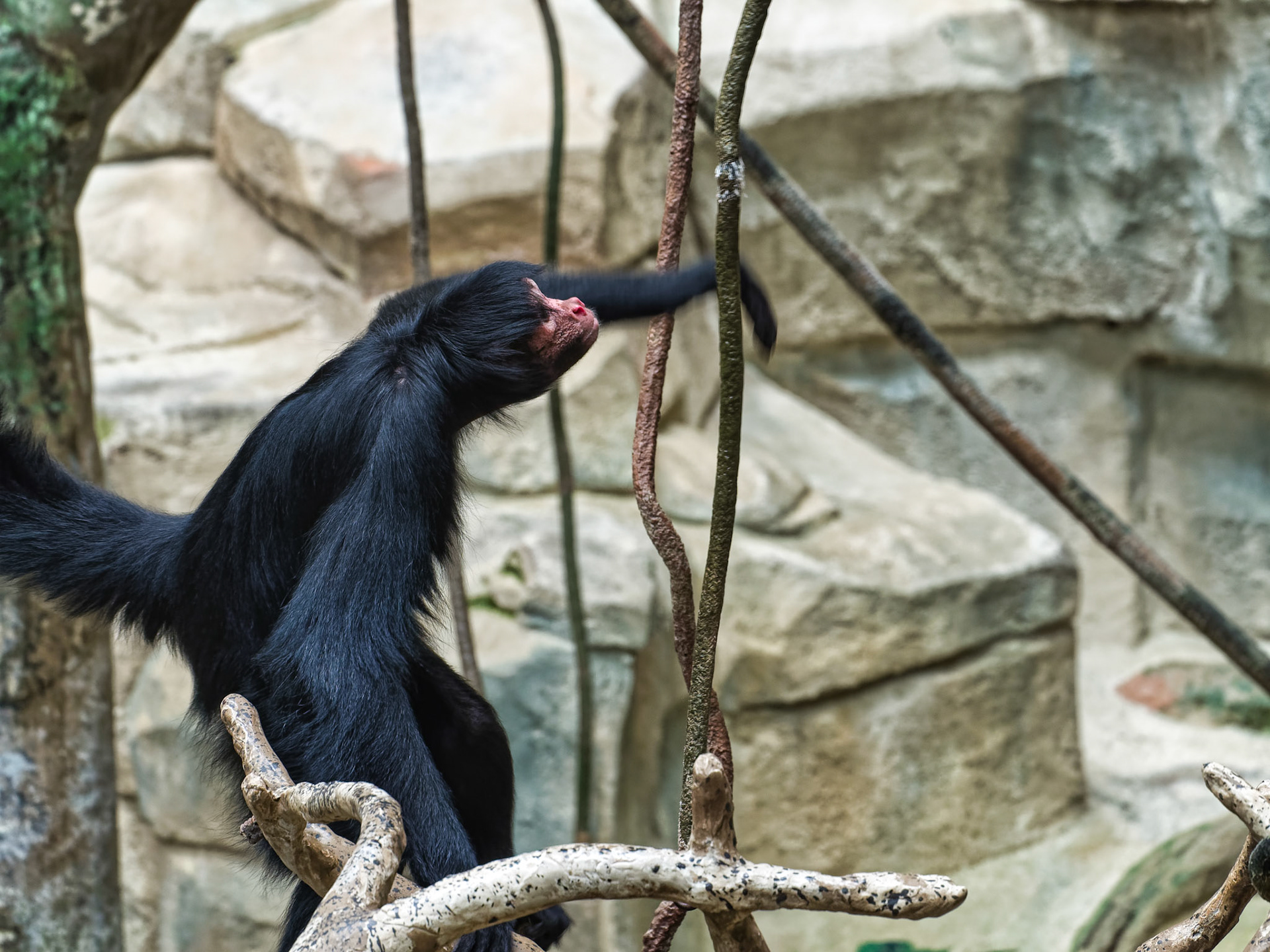 IL Brookfield Zoo 00010