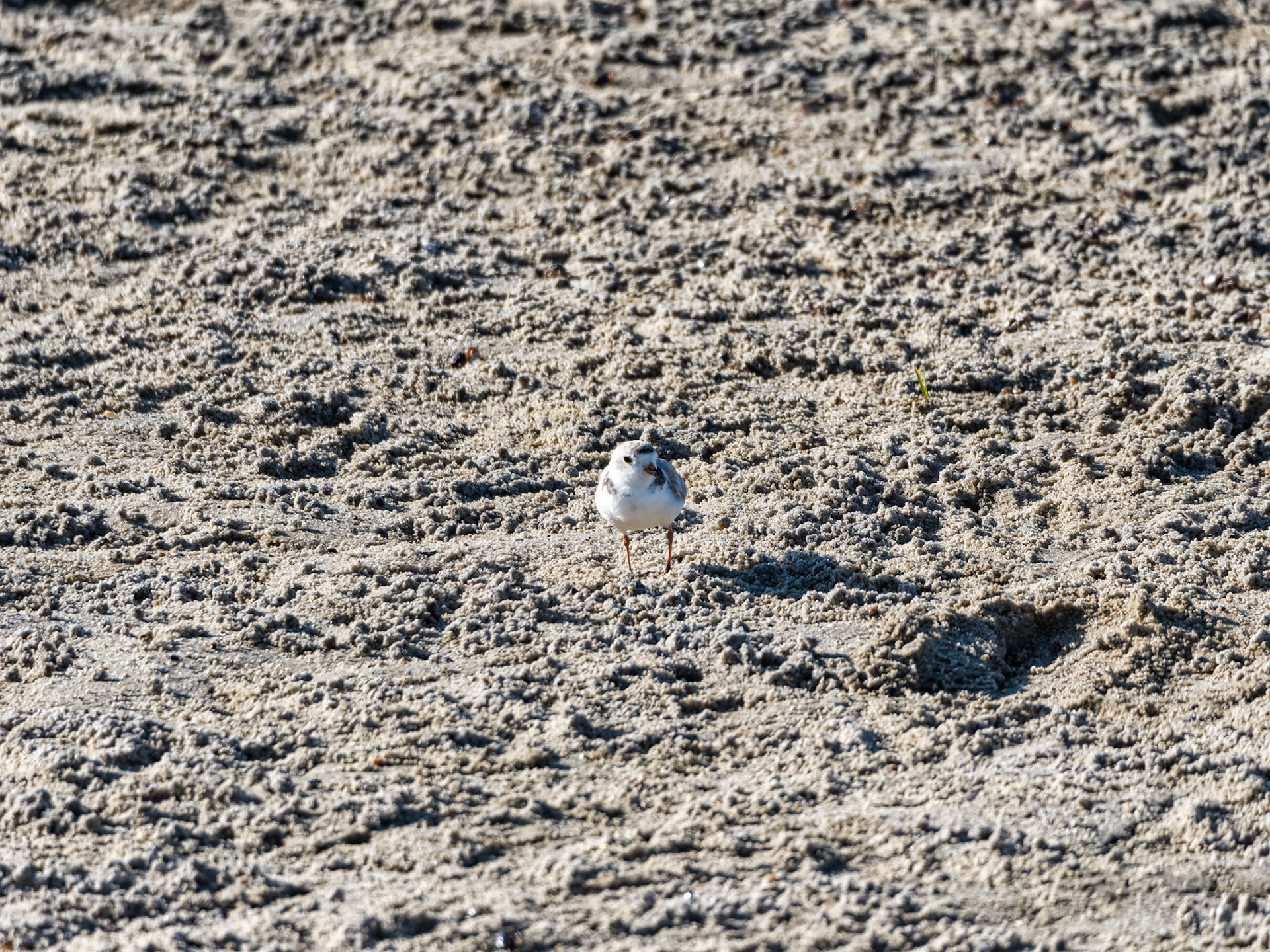 MA Cape Cod Birds 00029
