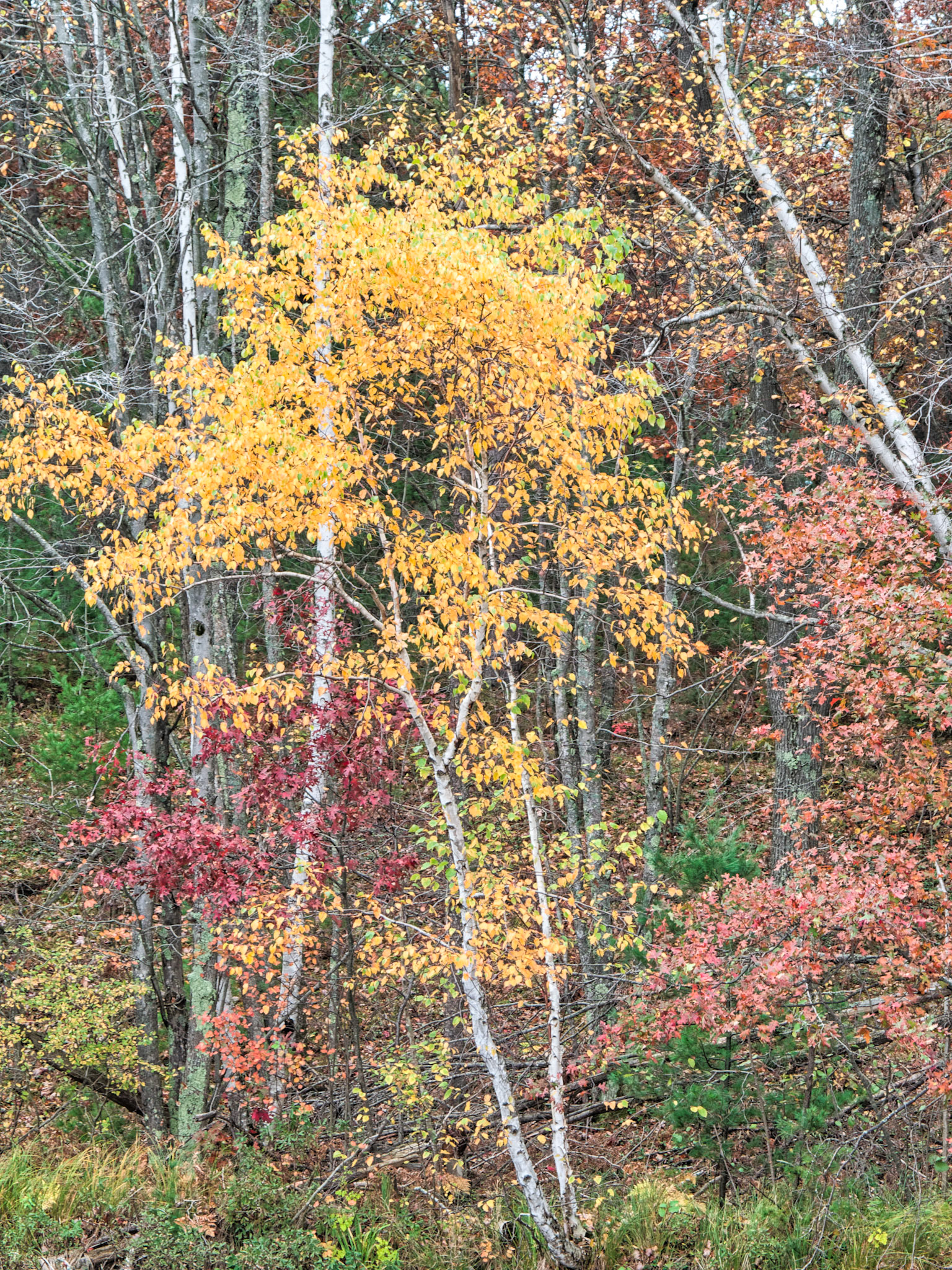 WI Fence 00104