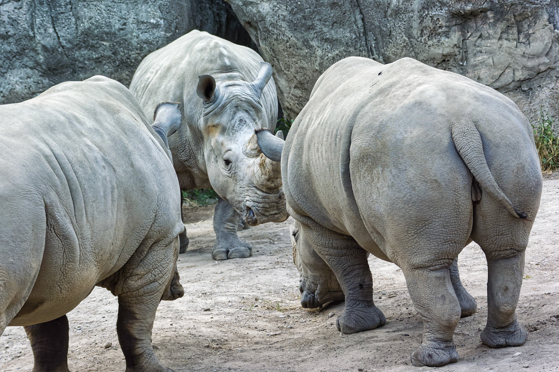 IN Zoo 00063