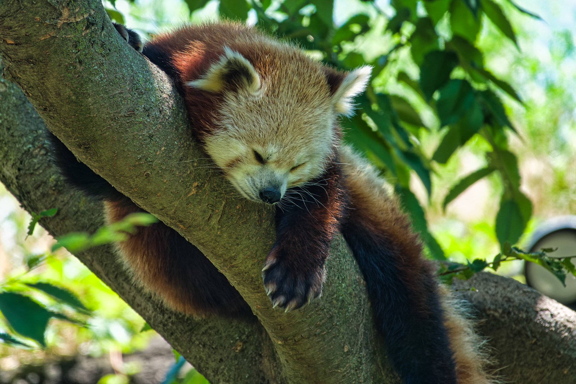 IN Zoo 00135