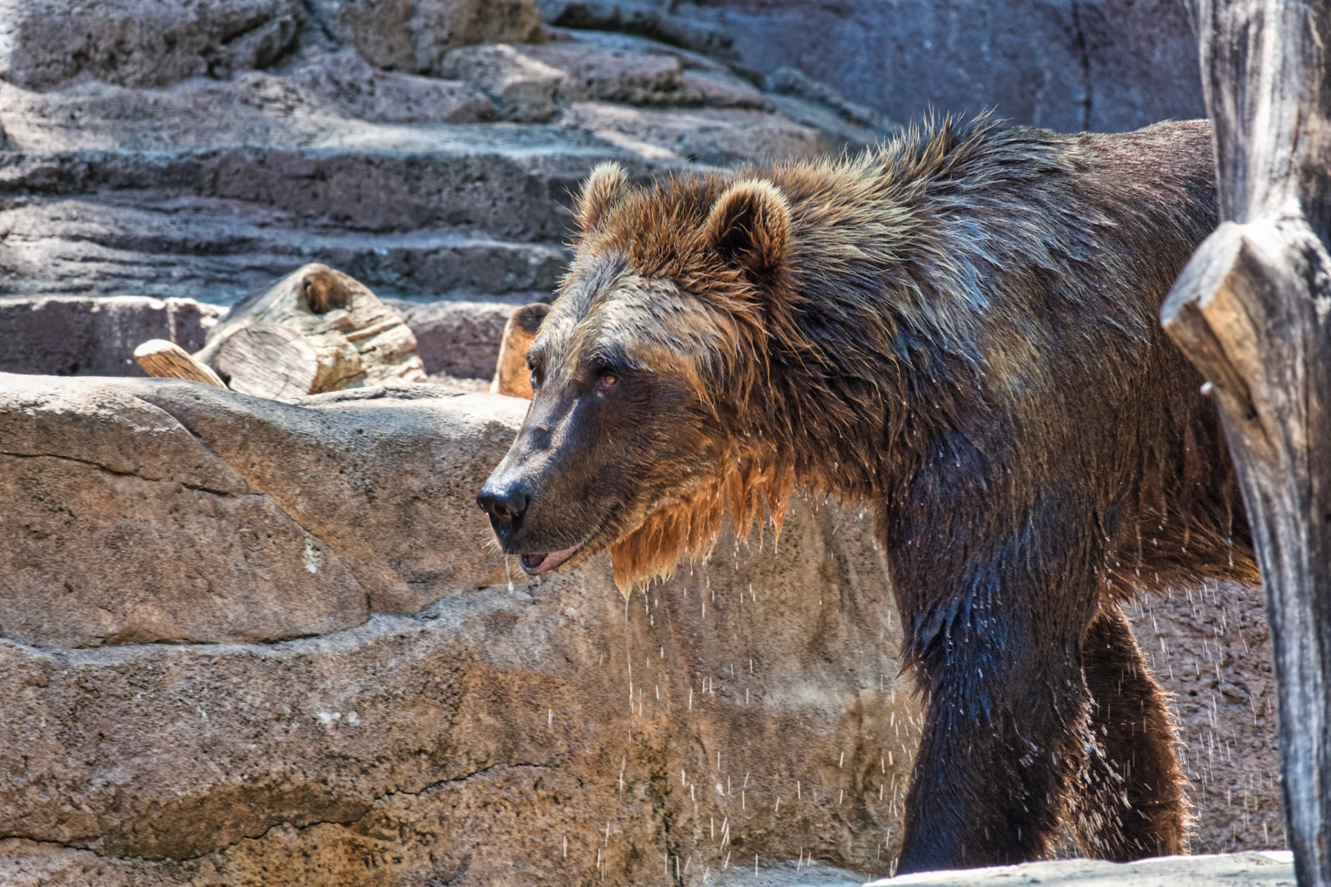 IN Zoo 00144