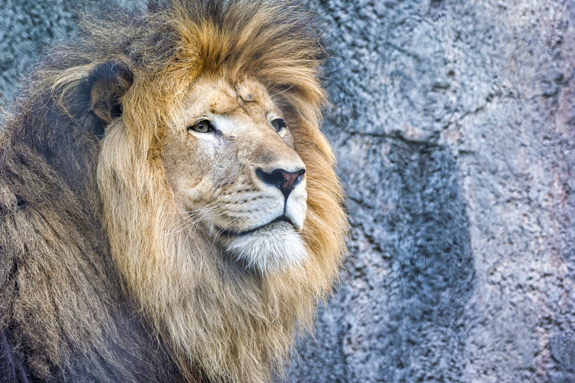 IN Zoo 00053