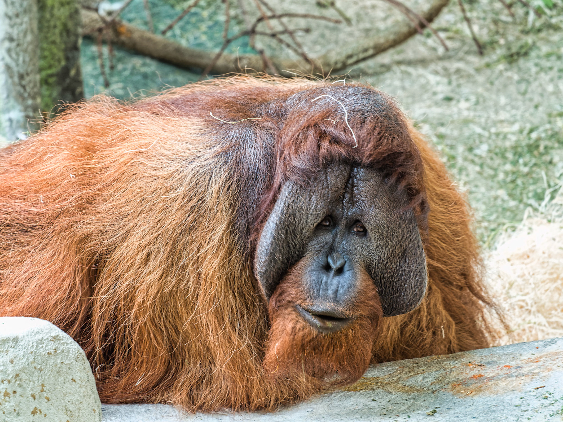 IL Brookfield Zoo 00013