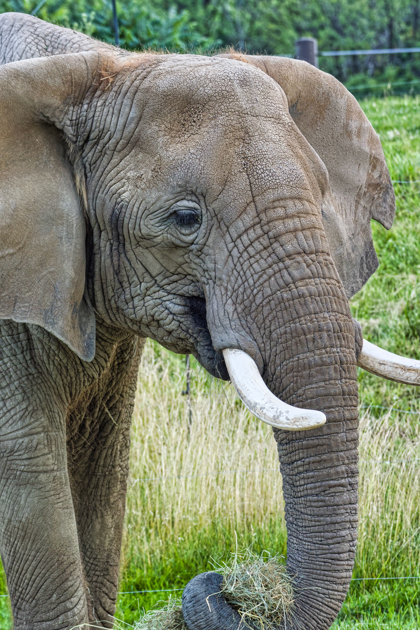 IN Zoo 00084