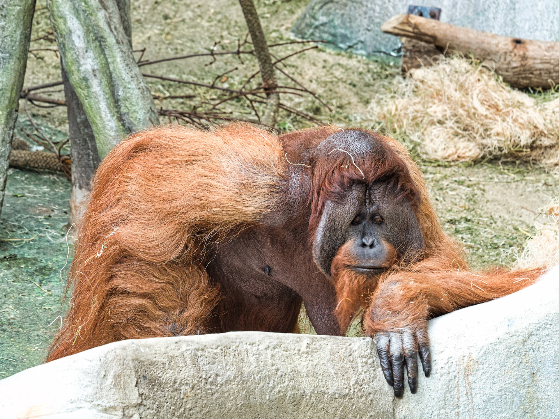 IL Brookfield Zoo 00012