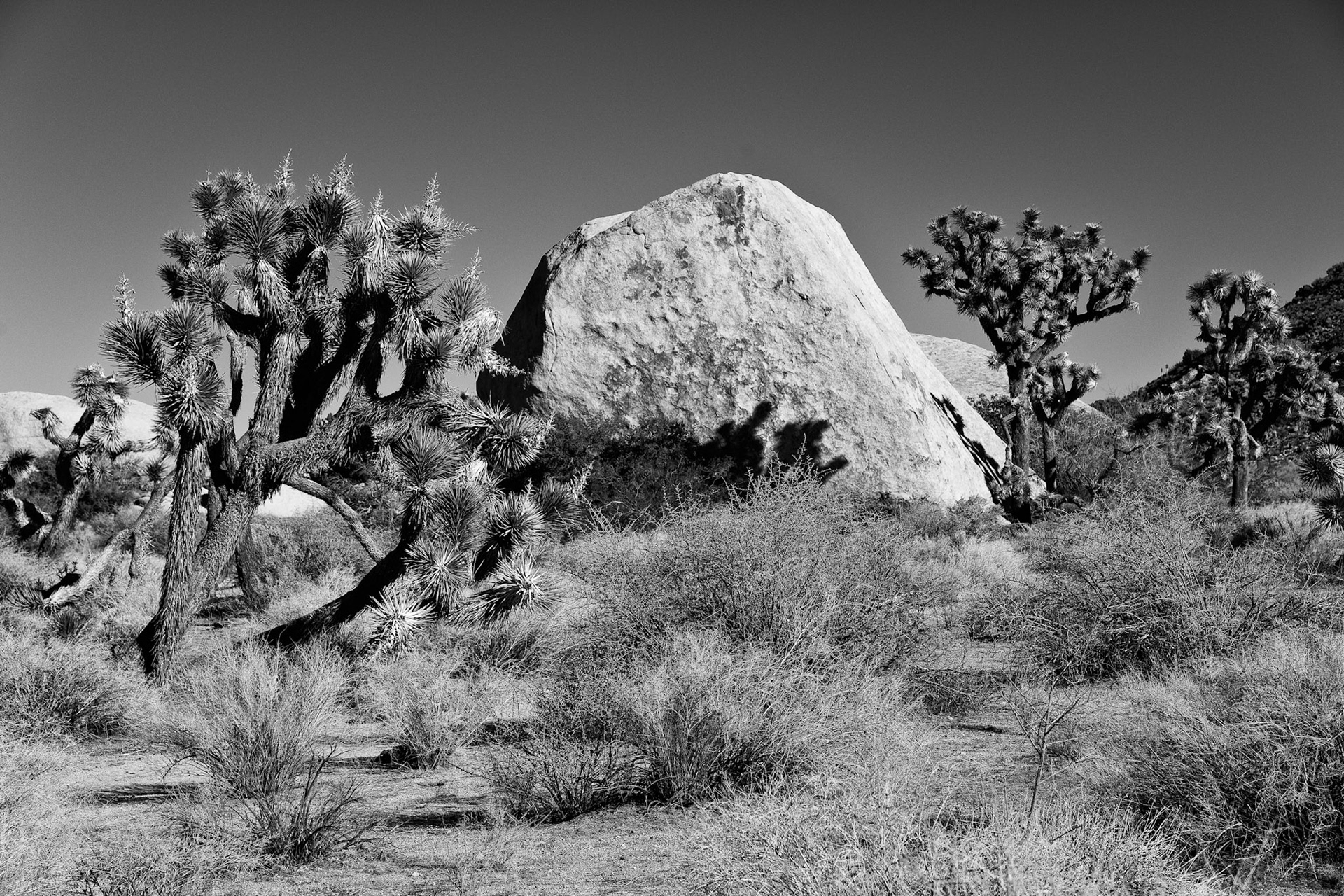 Black & White 00097
