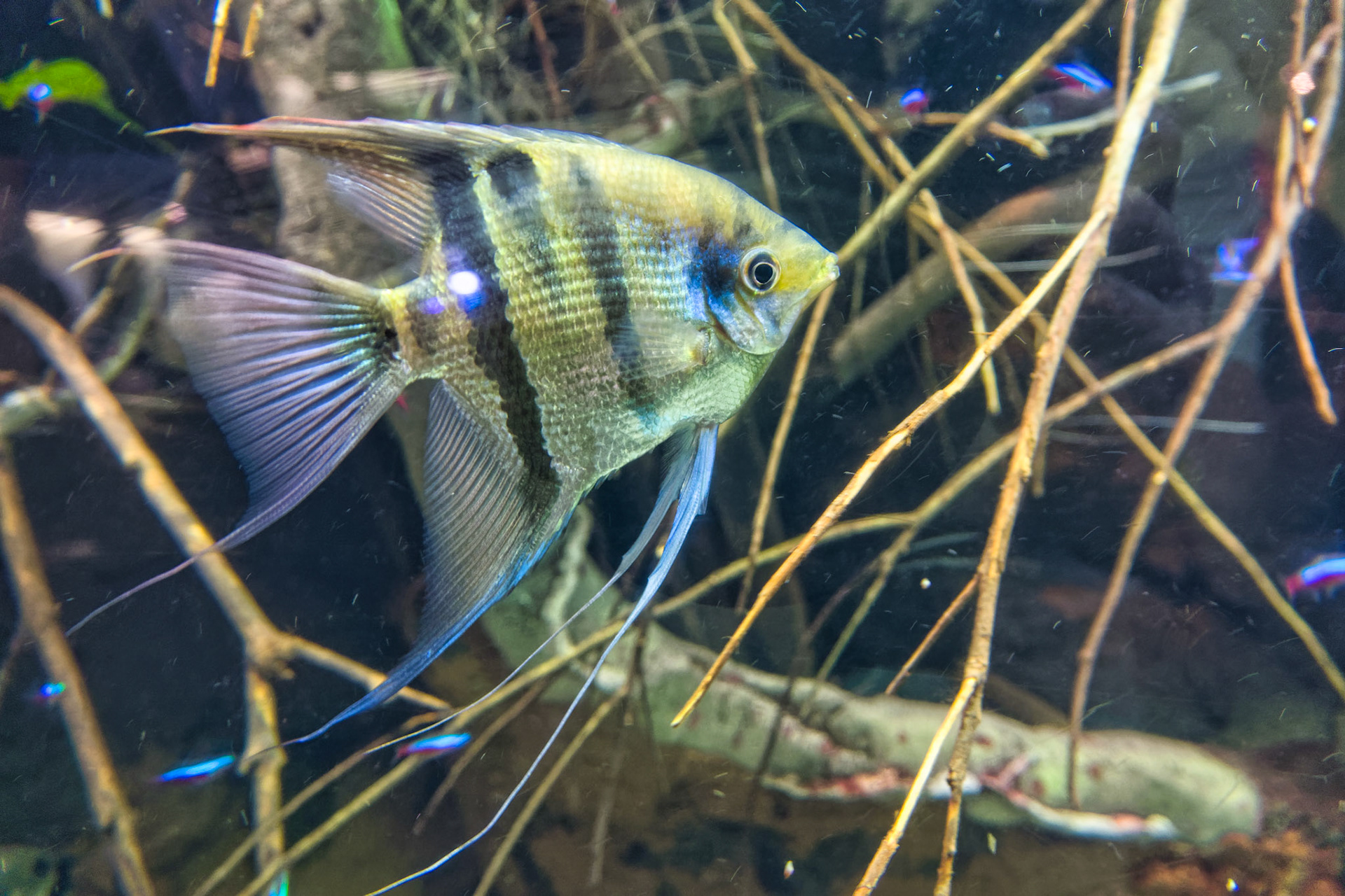 IL Shedd Aquarium 00006