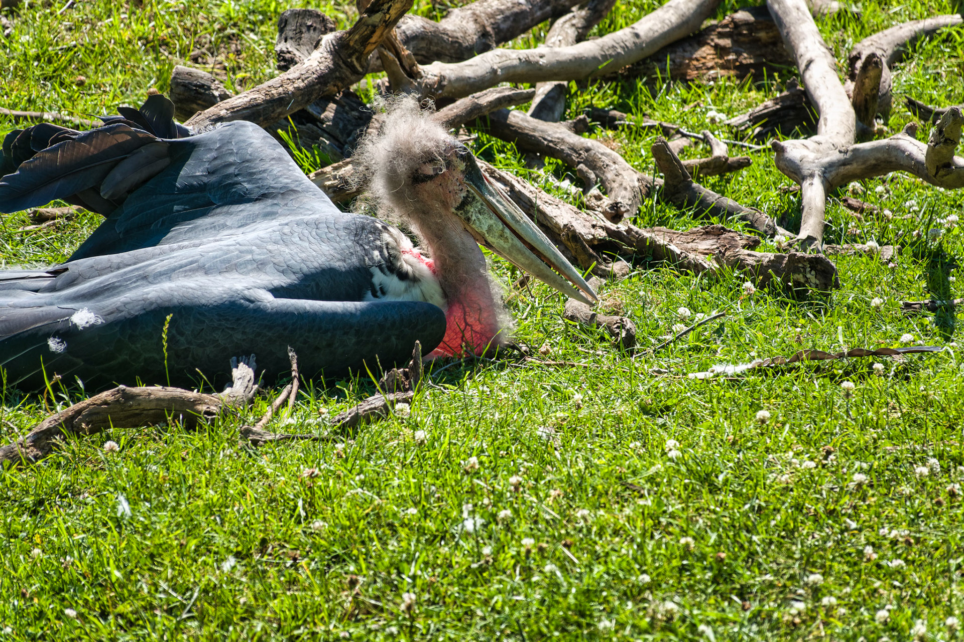 IN Zoo 00154