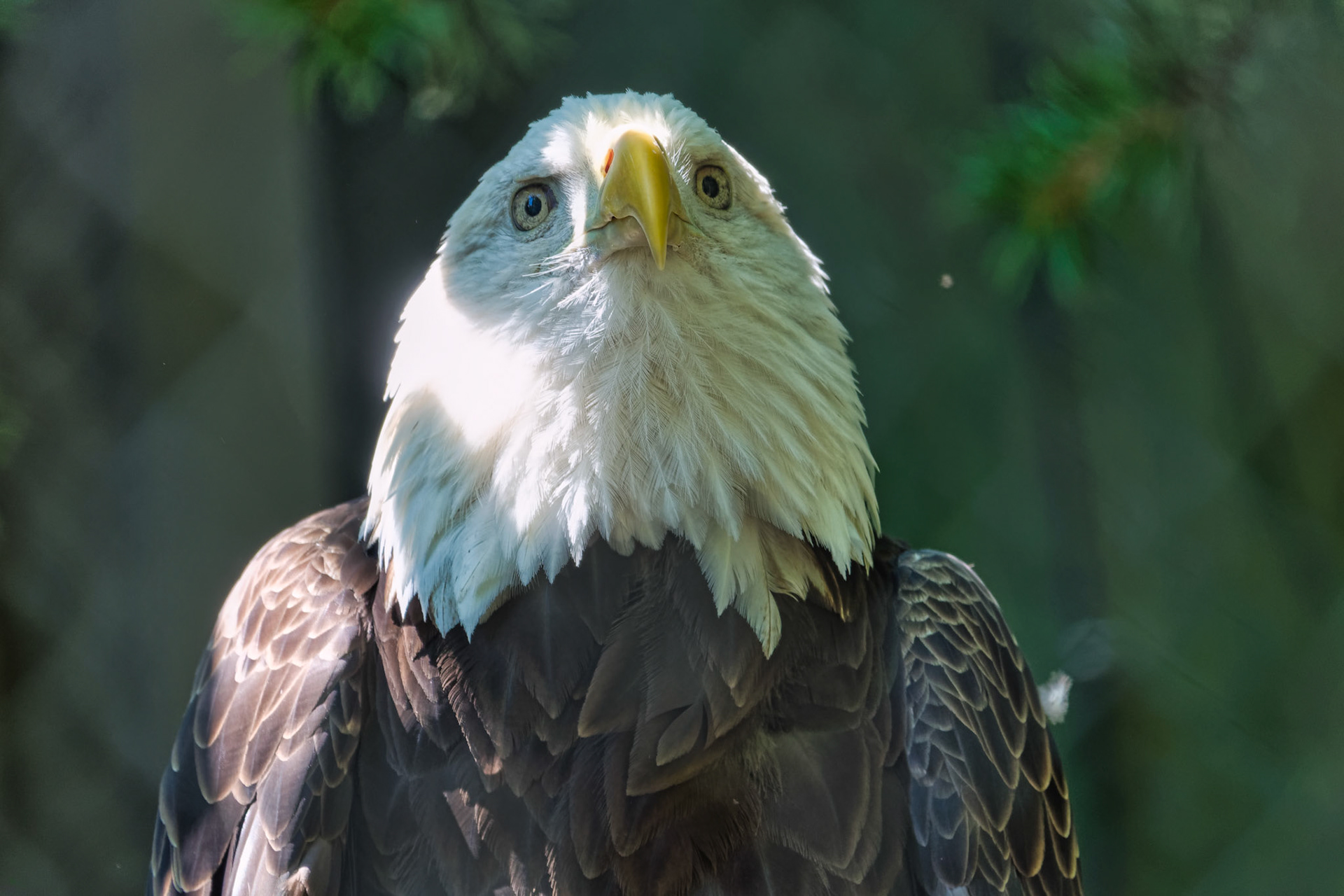 IN Zoo 00153