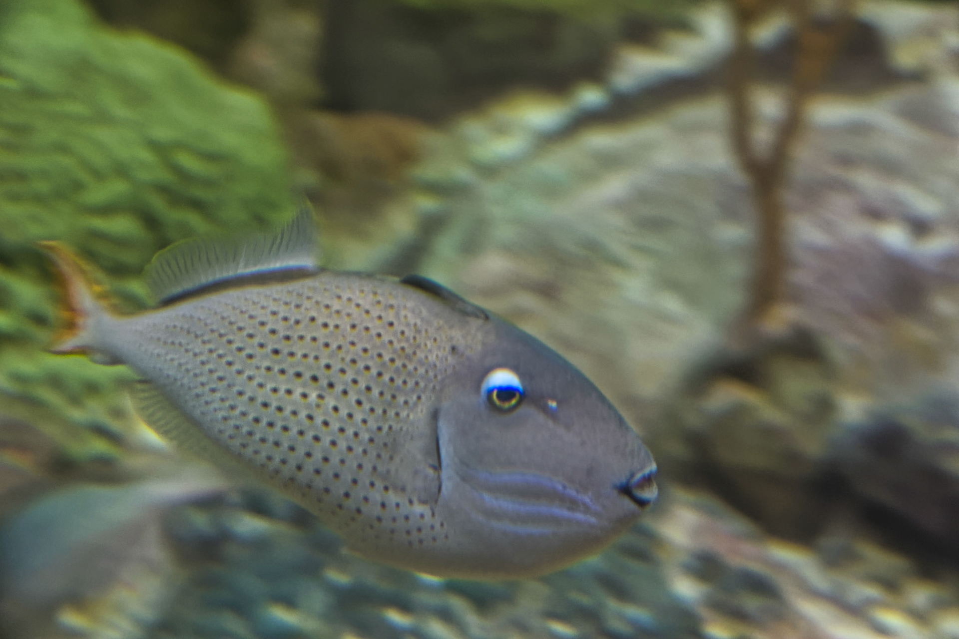 IL Shedd Aquarium 00012