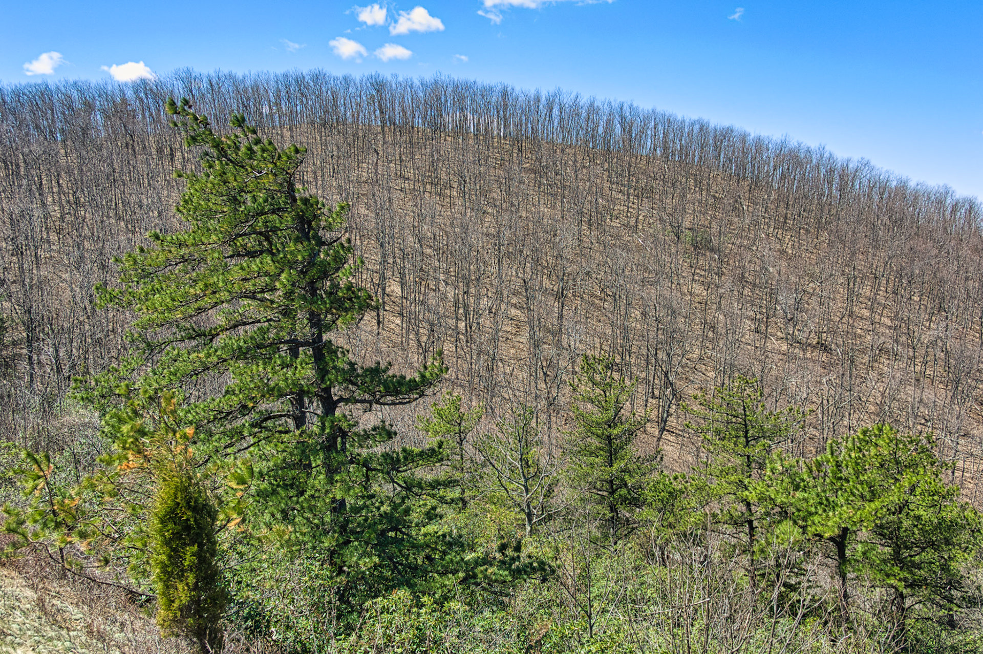 VA Blue Ridge Pkw 00014