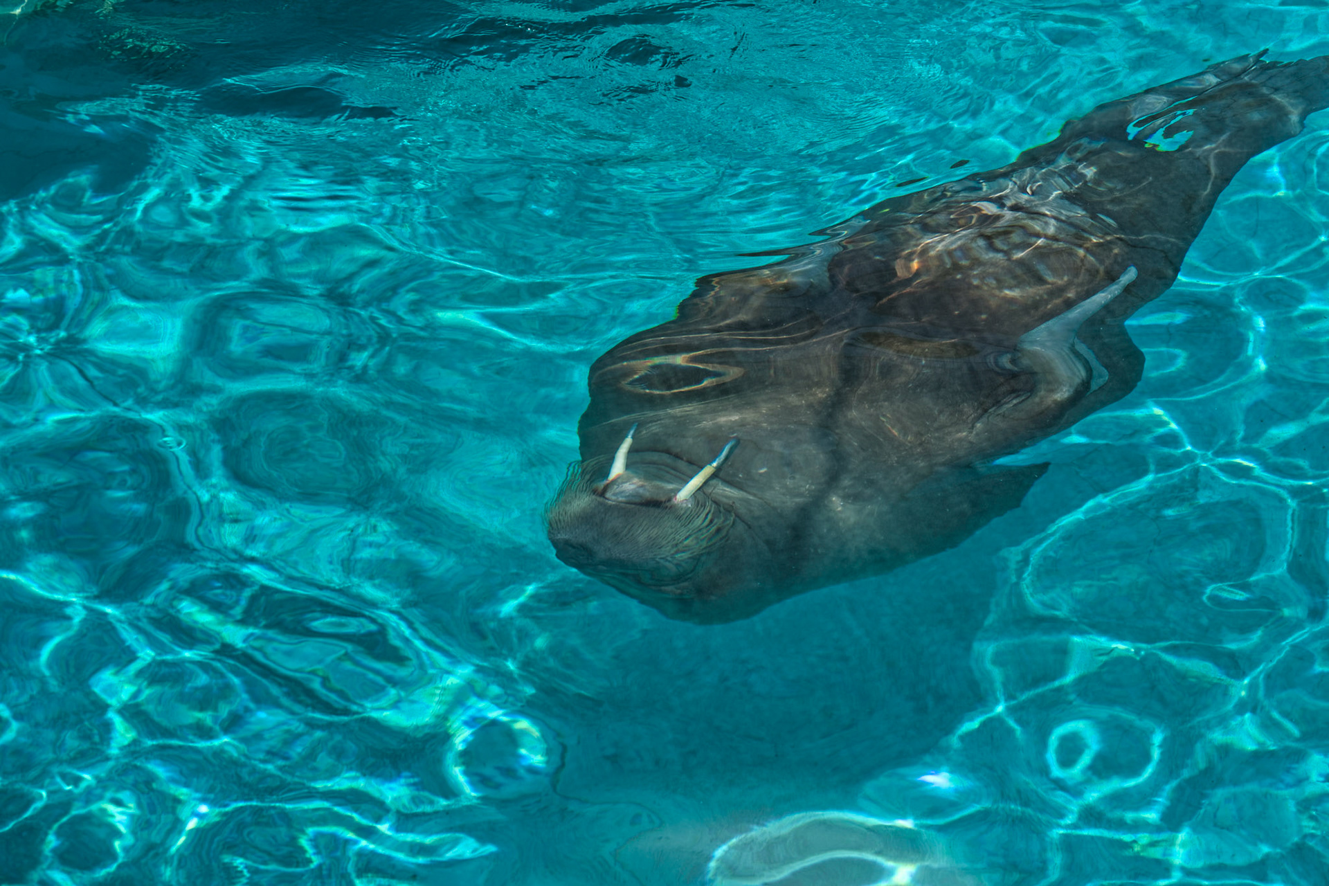 IN Zoo 00129