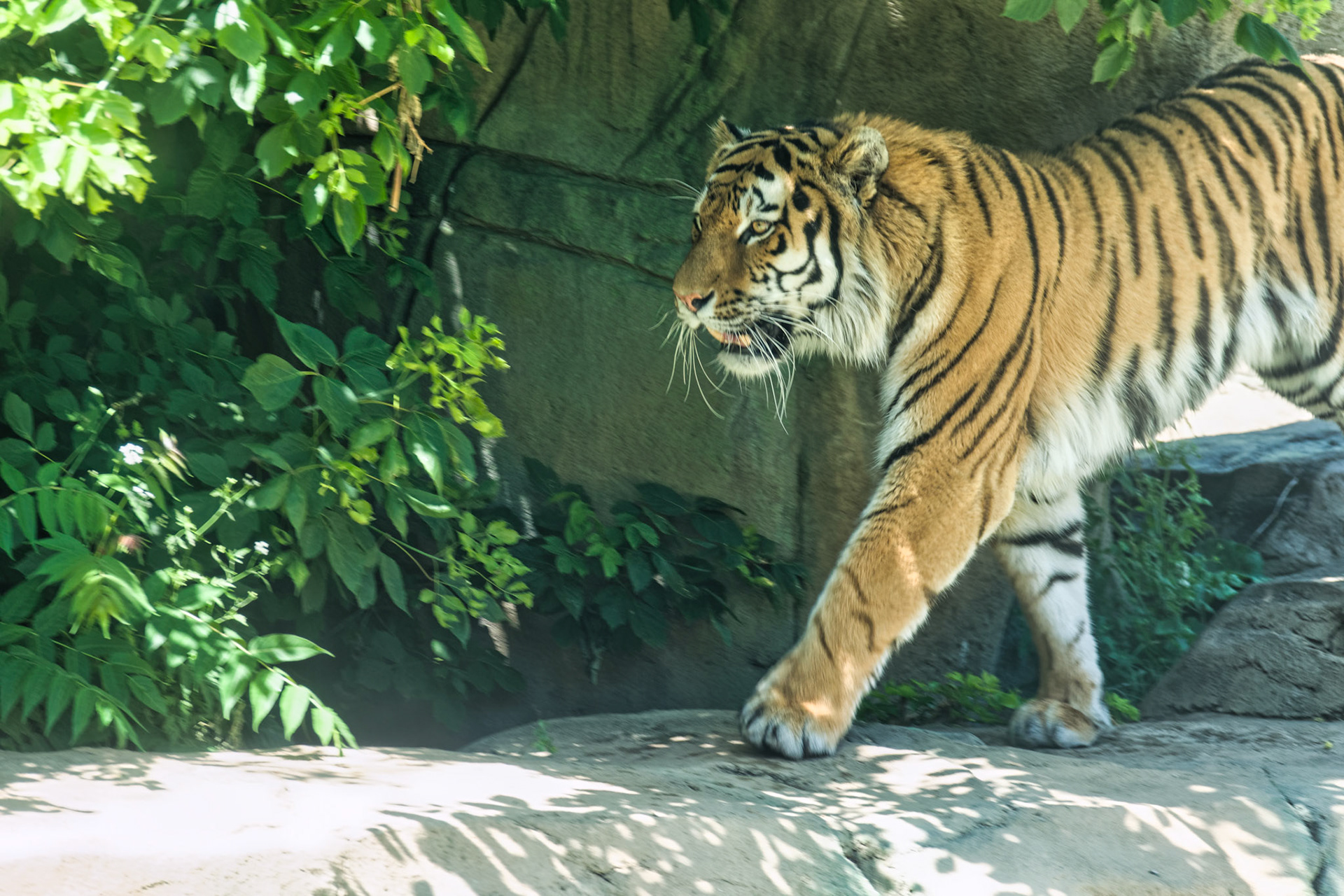 IN Zoo 00140