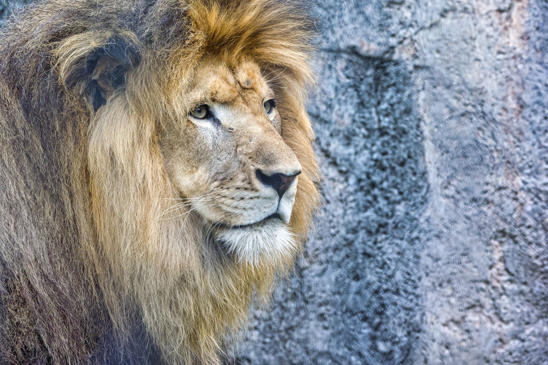 IN Zoo 00060