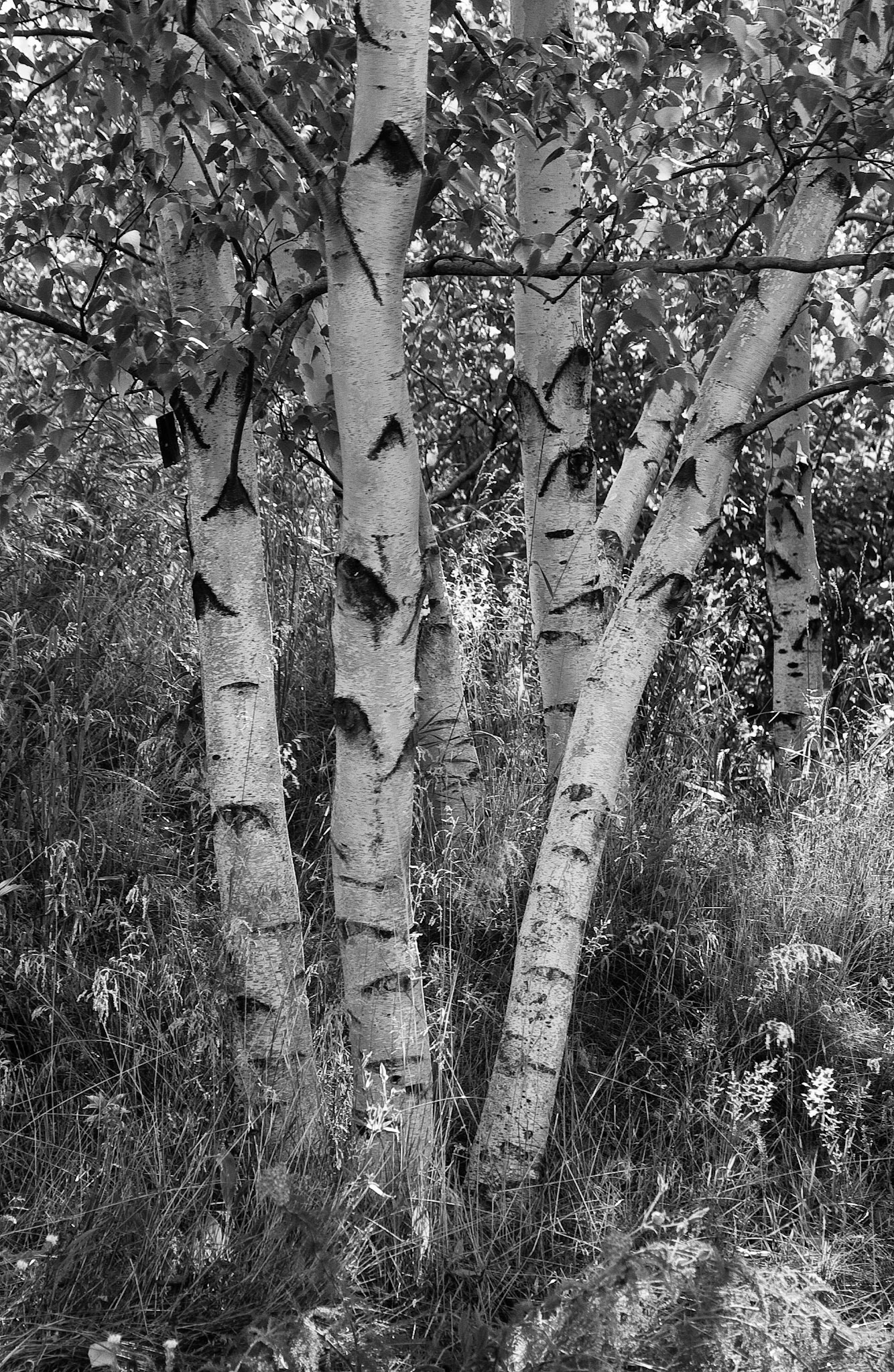 Black & White 00049