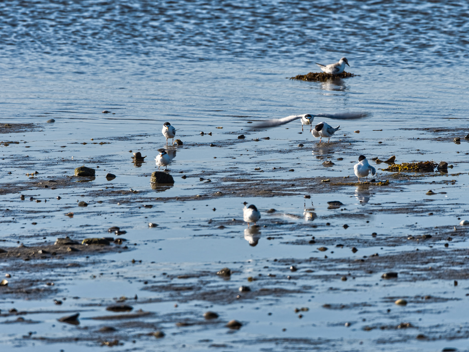 MA Cape Cod Birds 00012