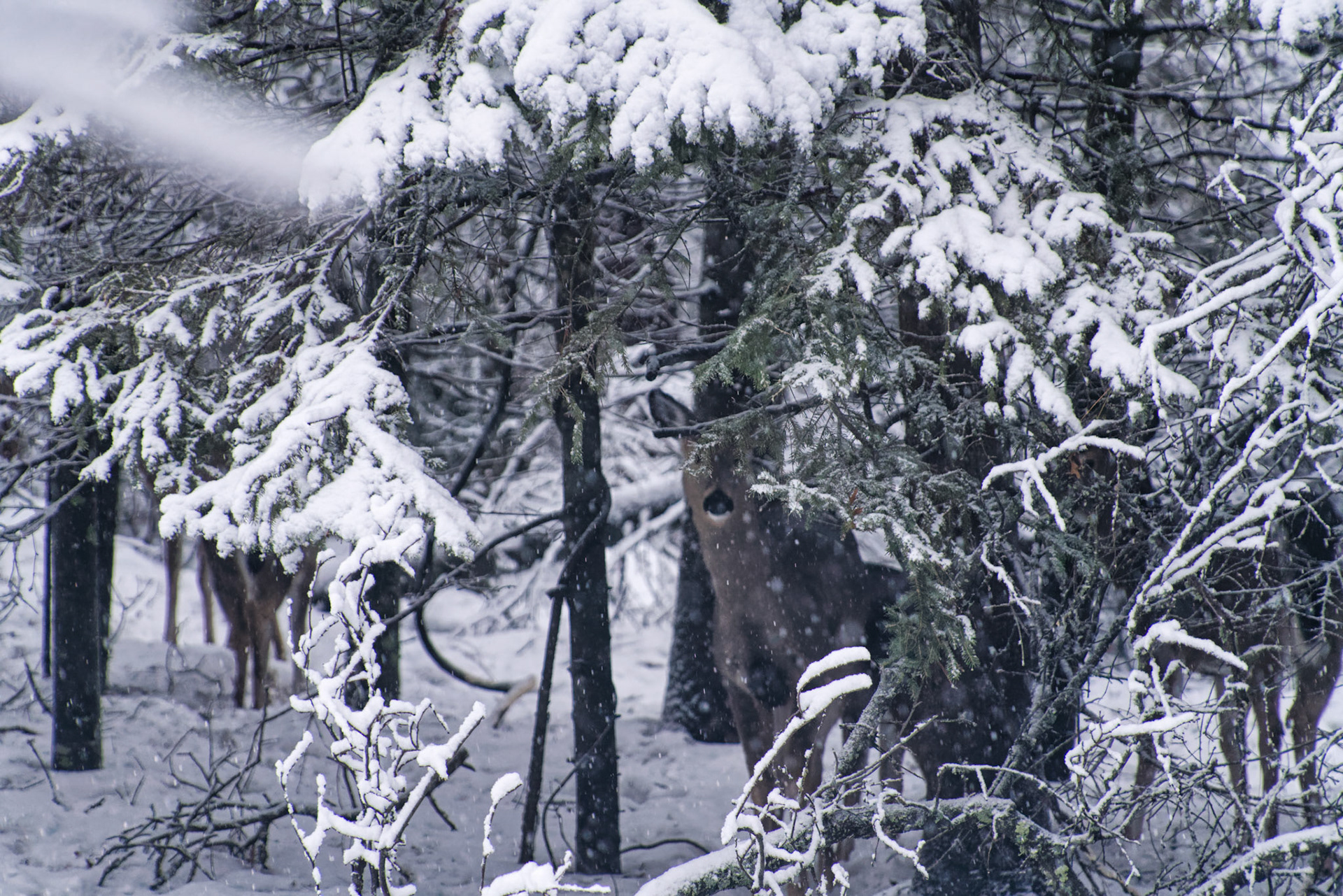 WI Fence 00356