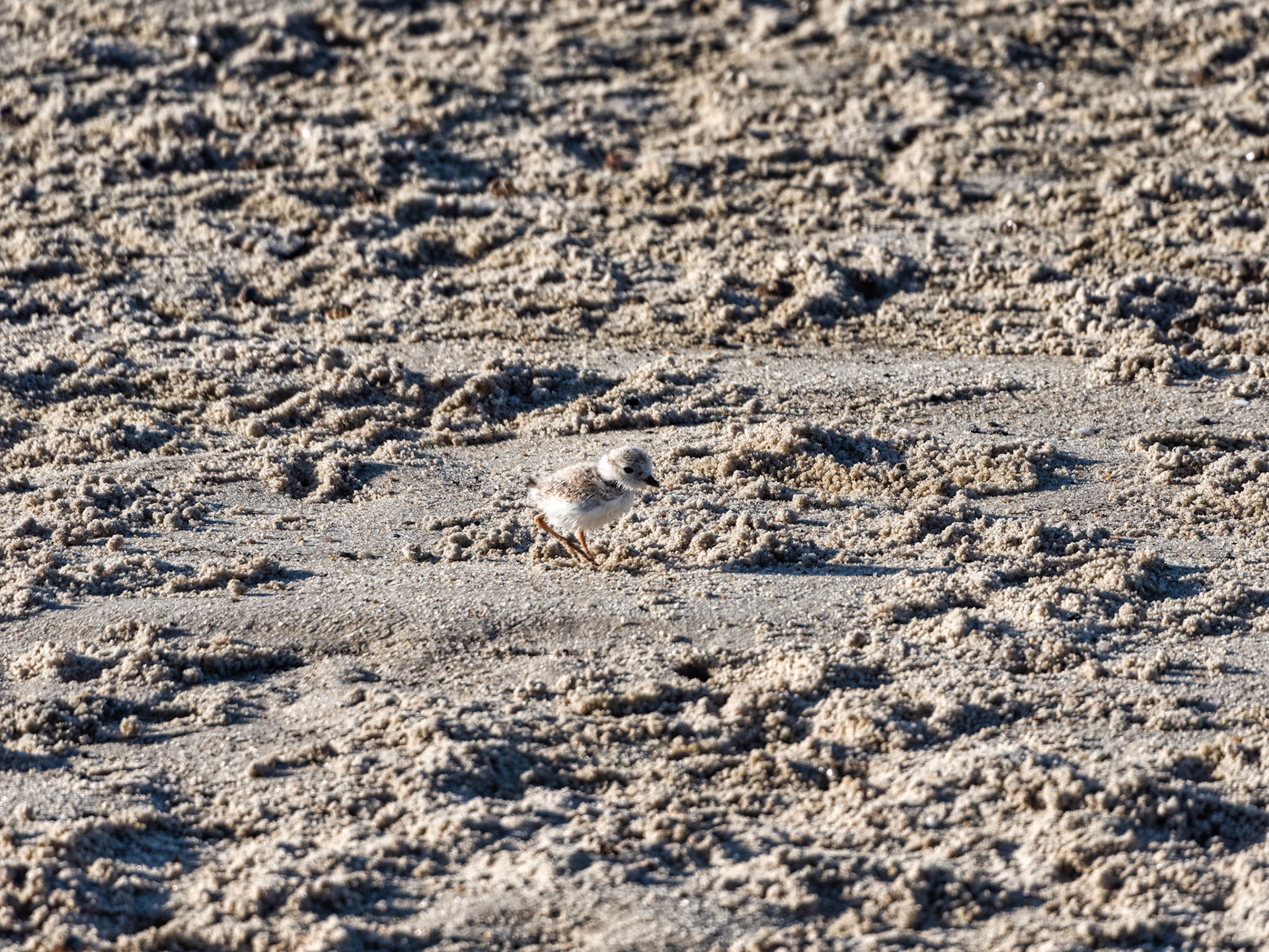 MA Cape Cod Birds 00002