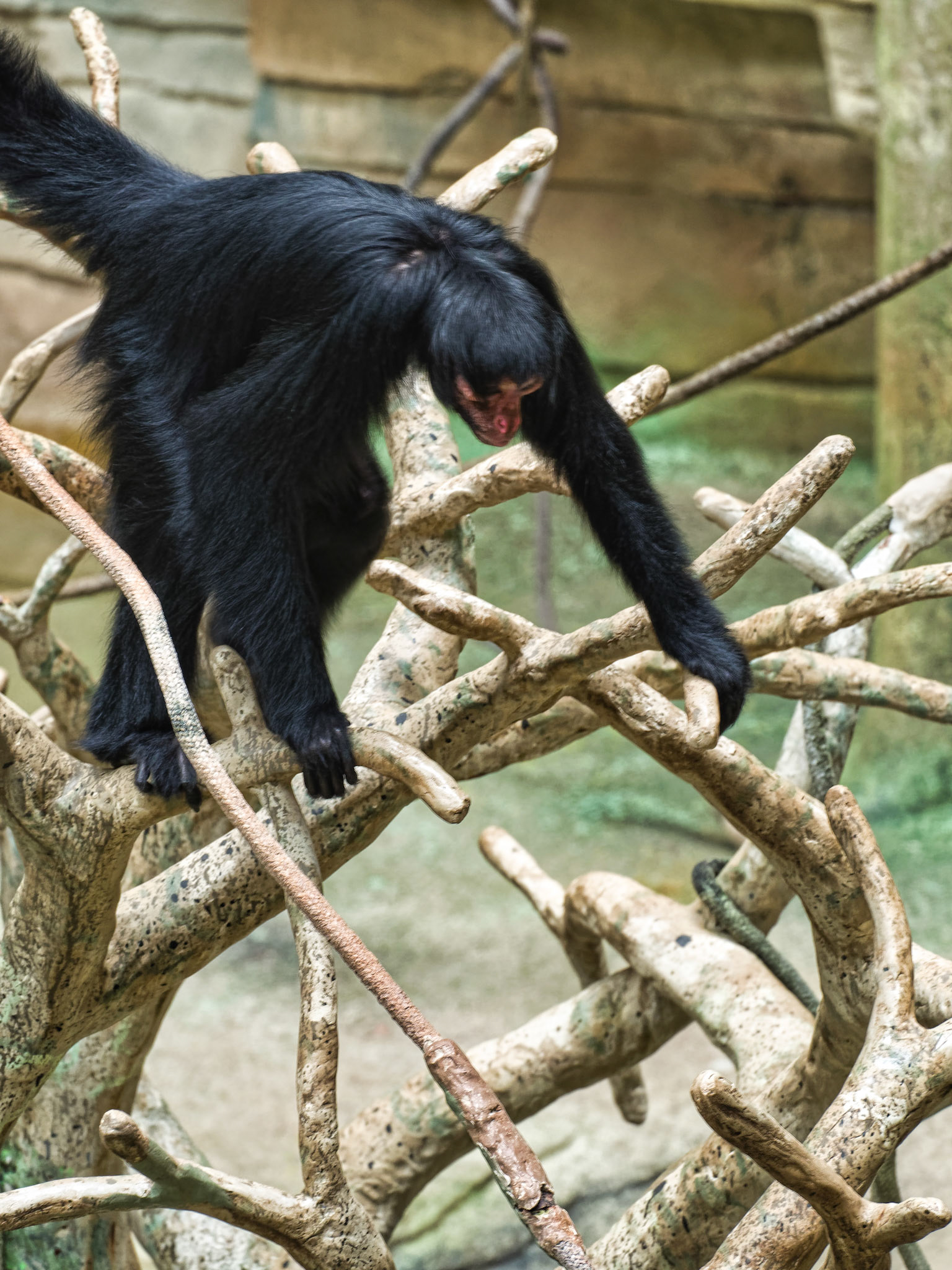 IL Brookfield Zoo 00008
