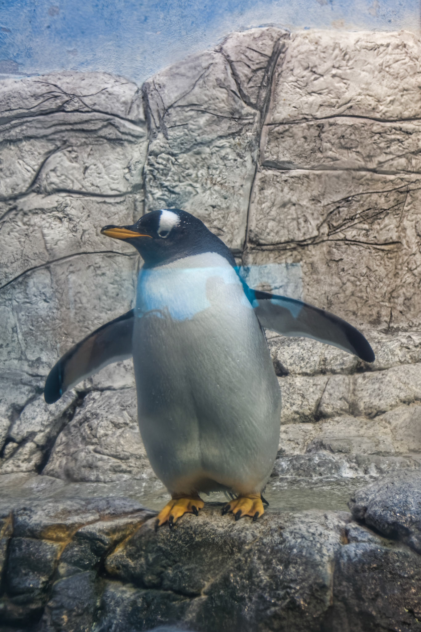IN Zoo 00126