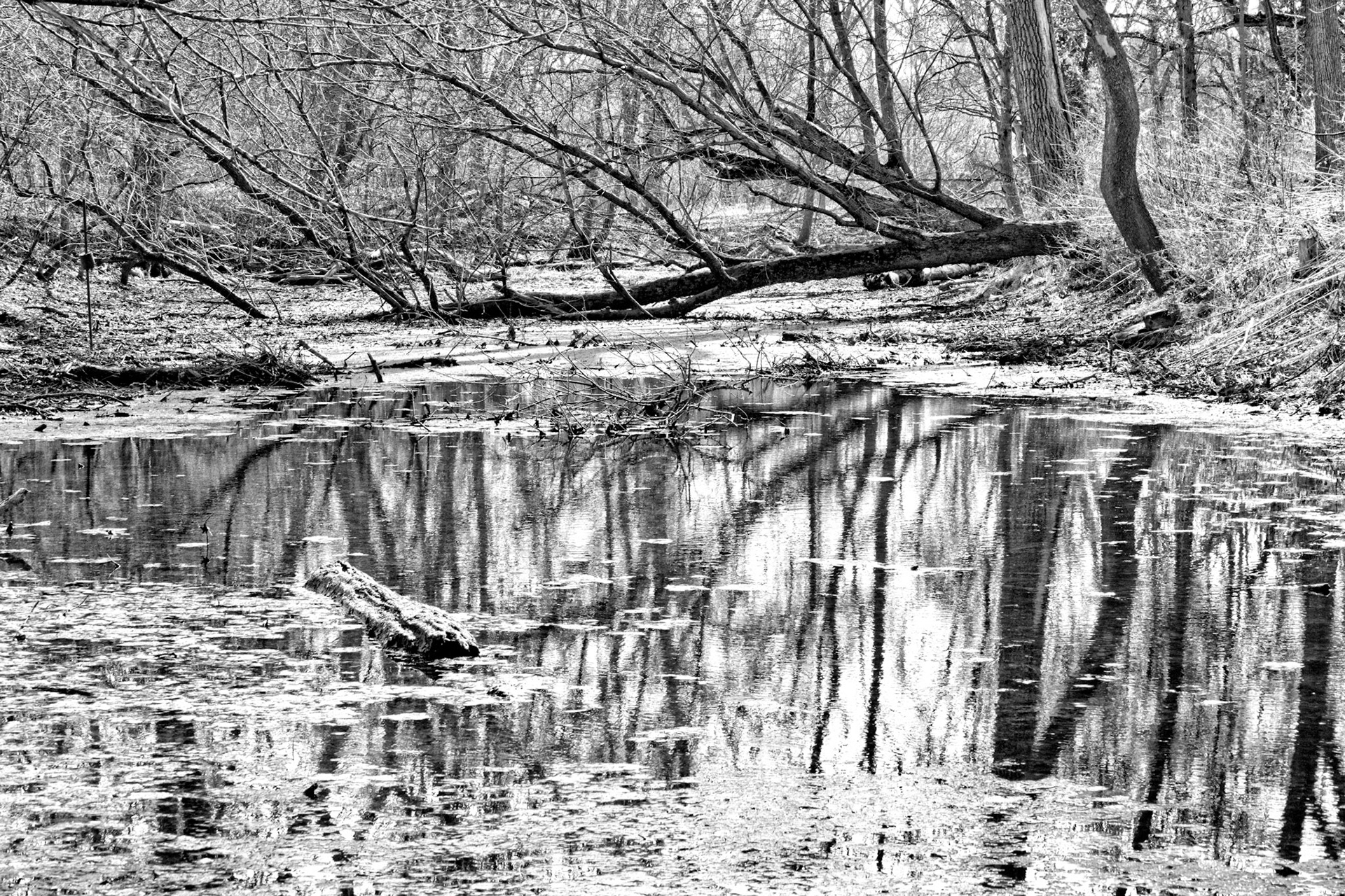 Black & White 00036