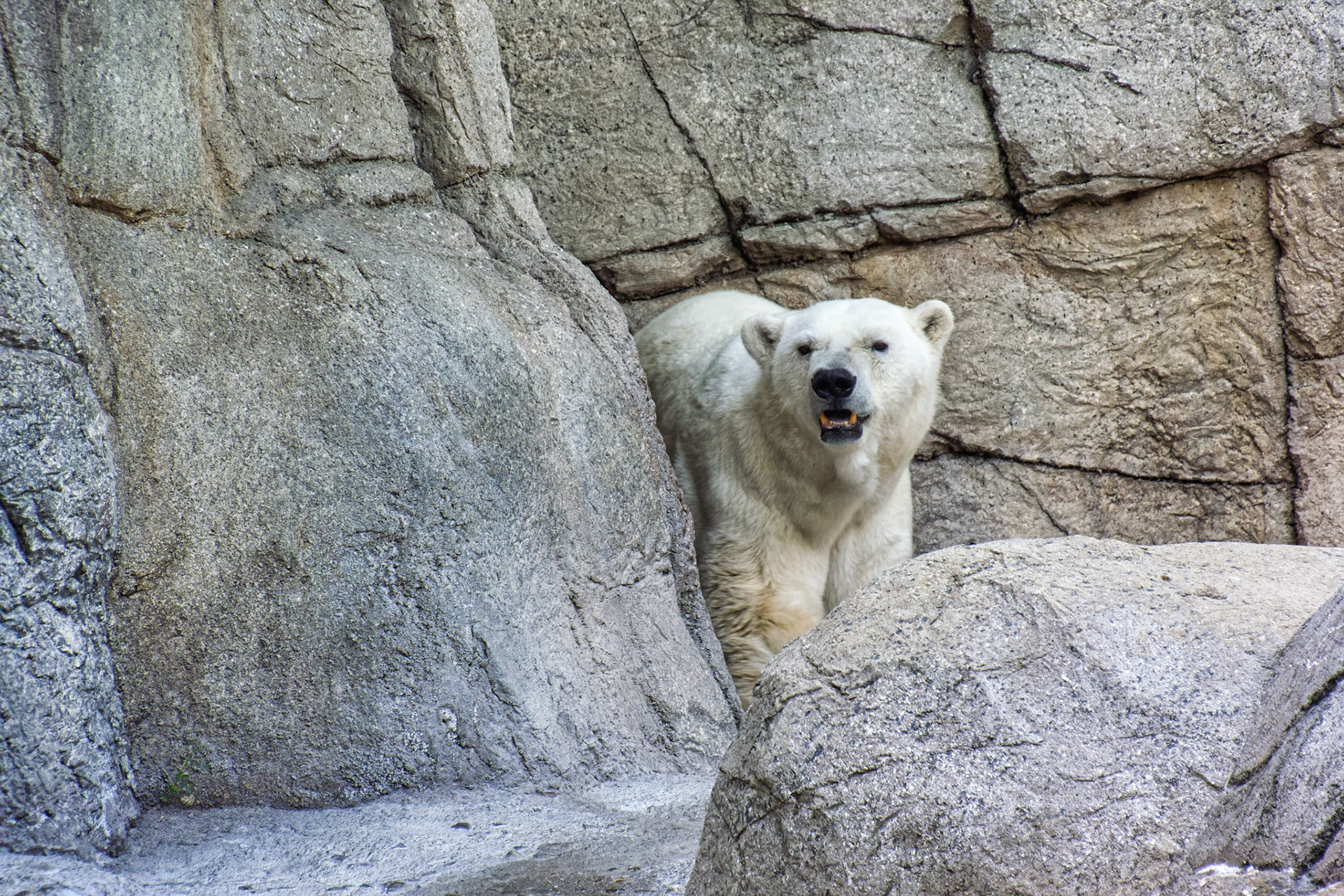 IN Zoo 00009