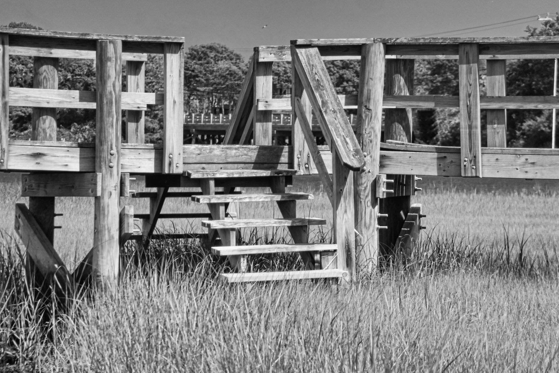 Black & White 00293