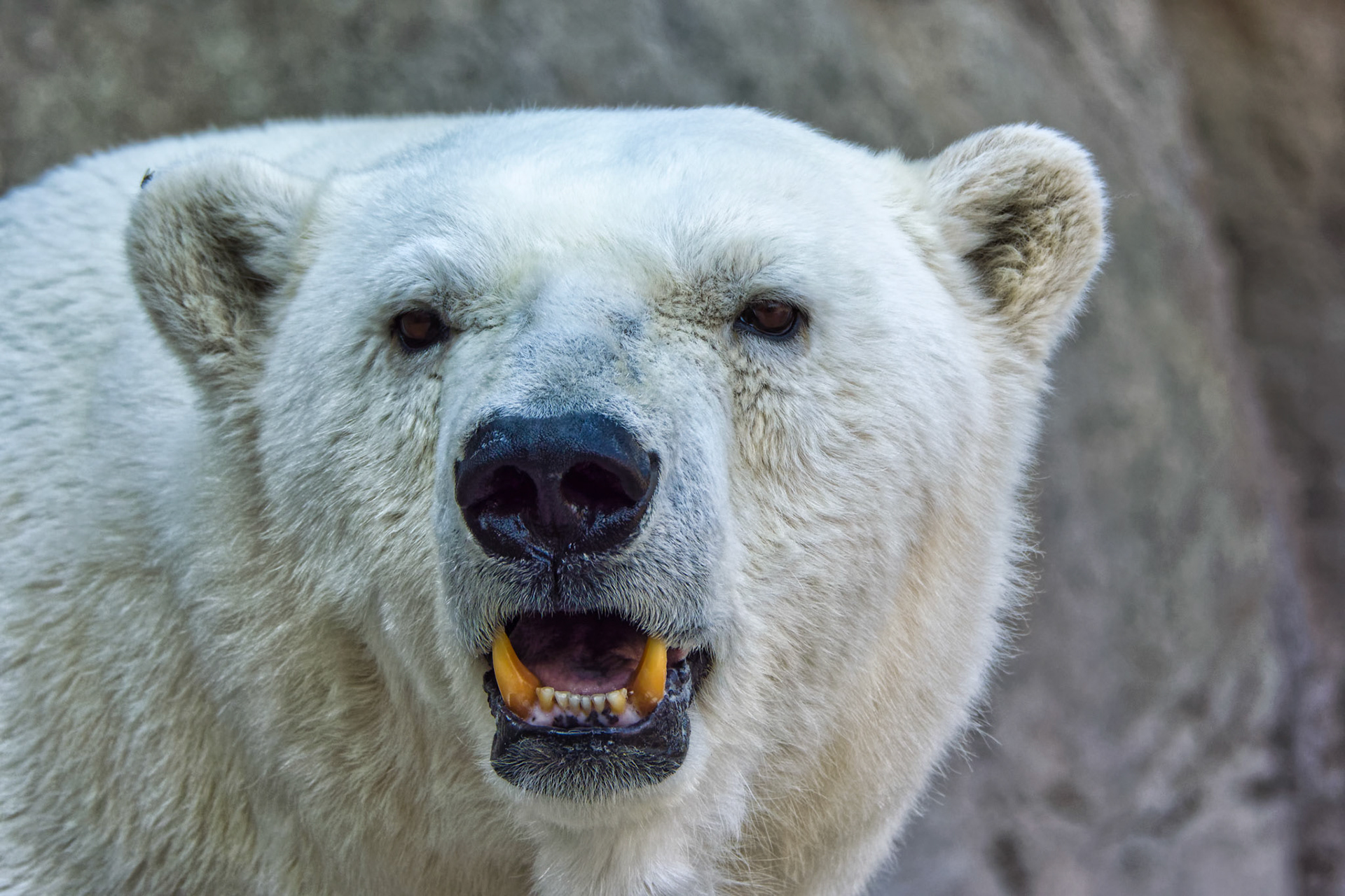 IN Zoo 00020