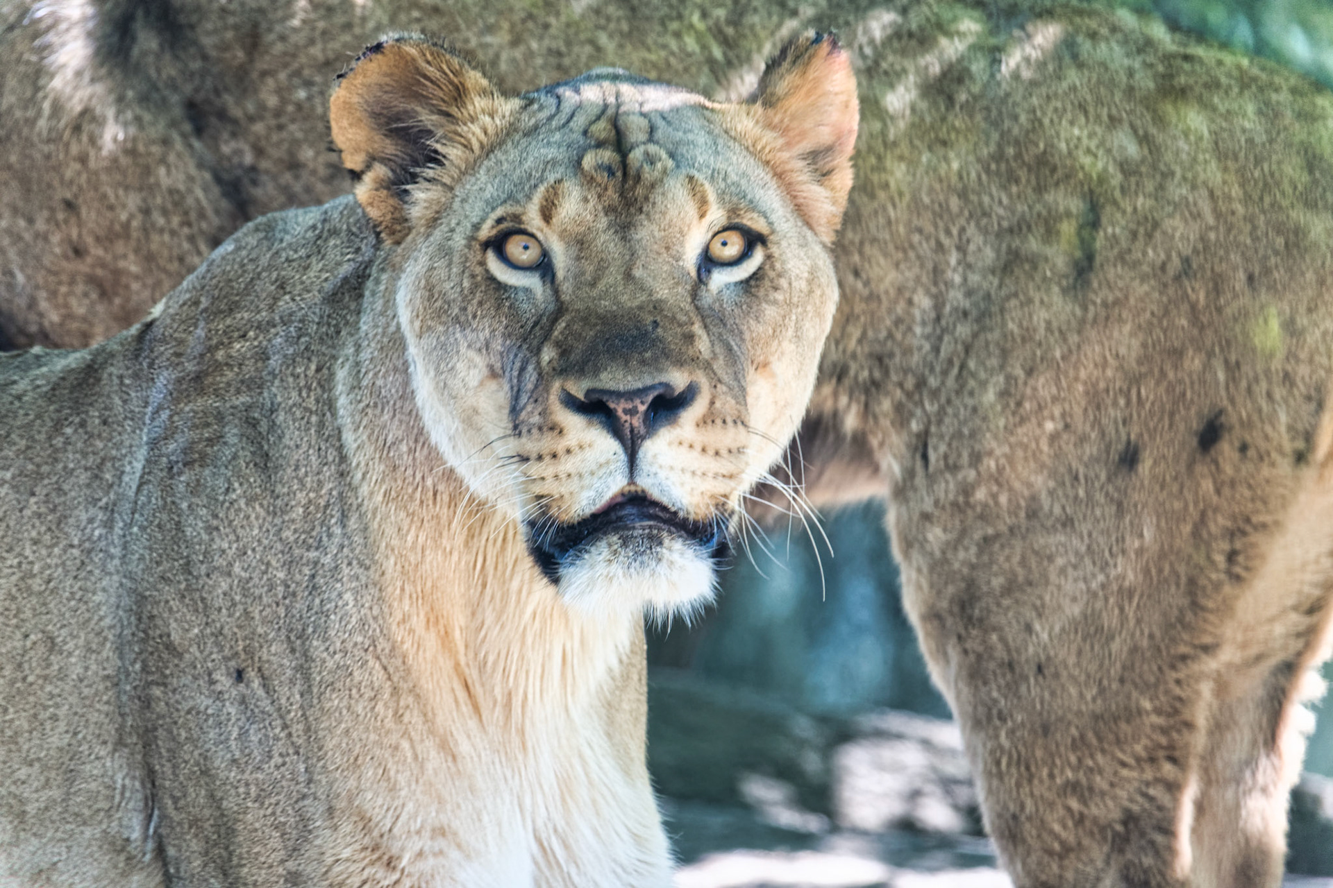 IN Zoo 00177