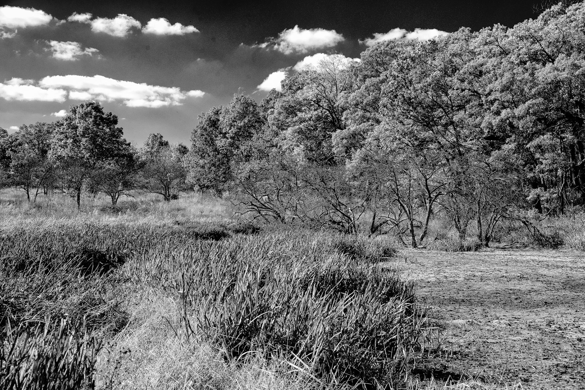 Black & White 00228