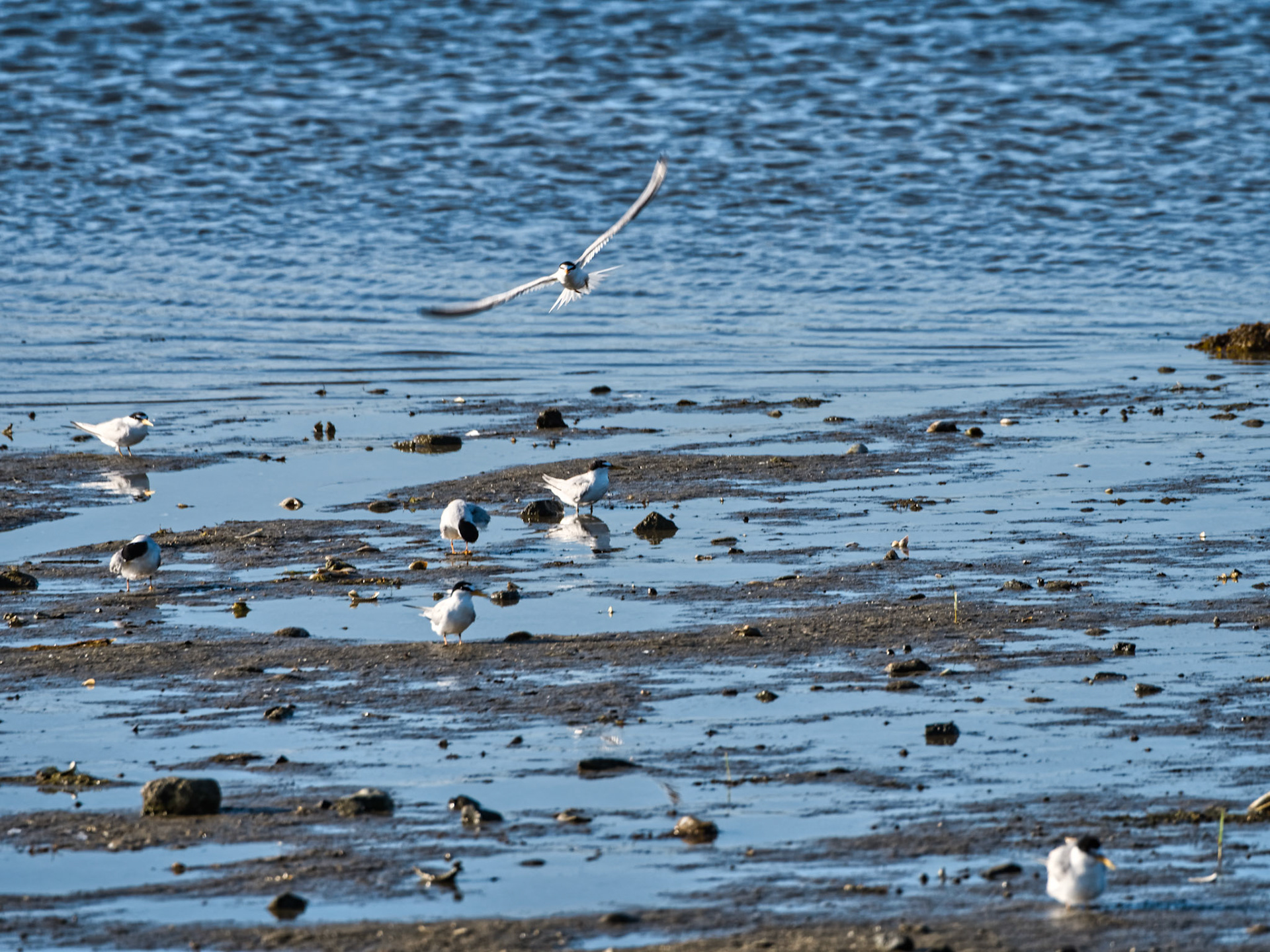 MA Cape Cod Birds 00009
