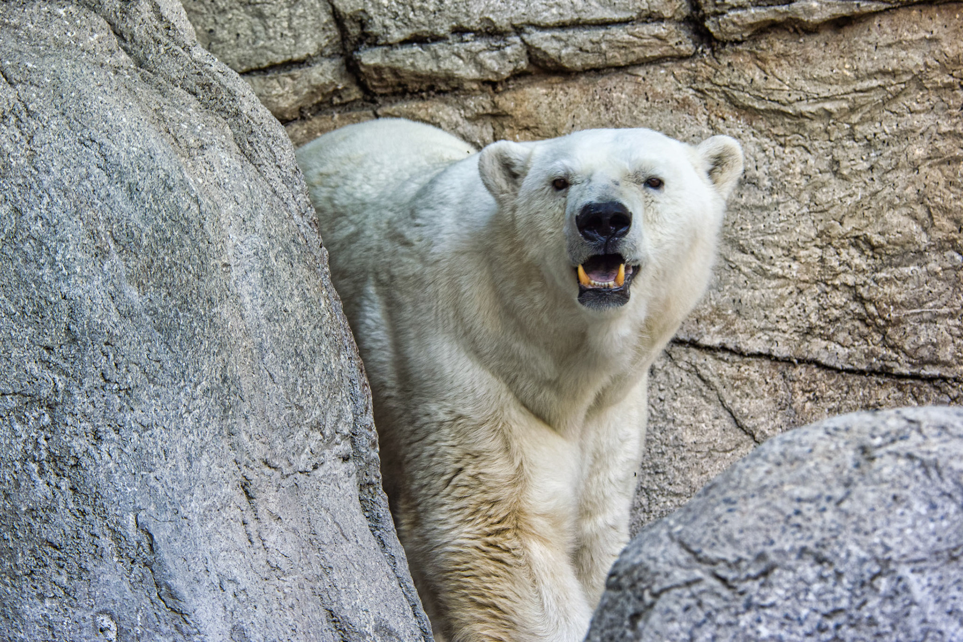 IN Zoo 00012