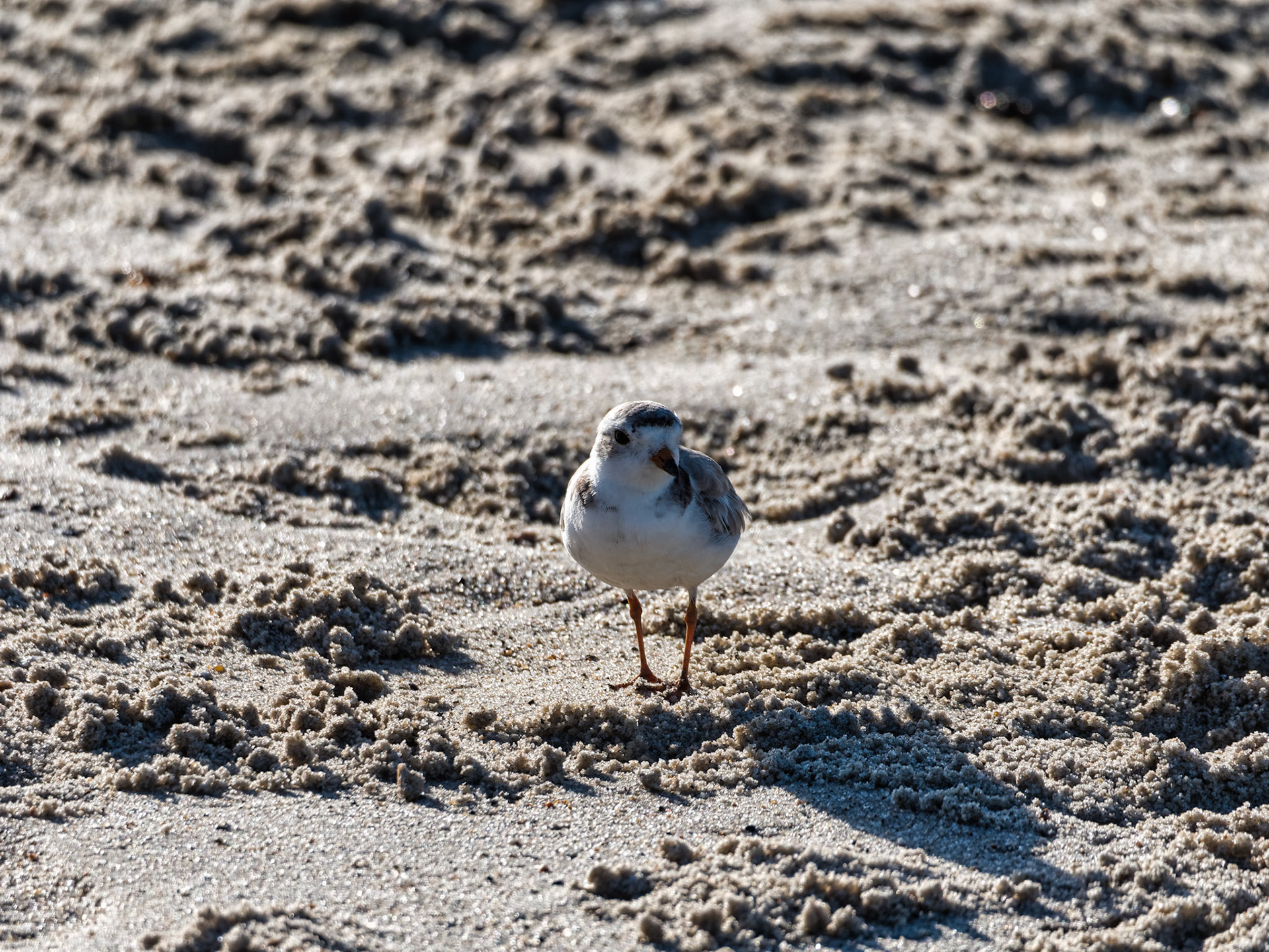 MA Cape Cod Birds 00036