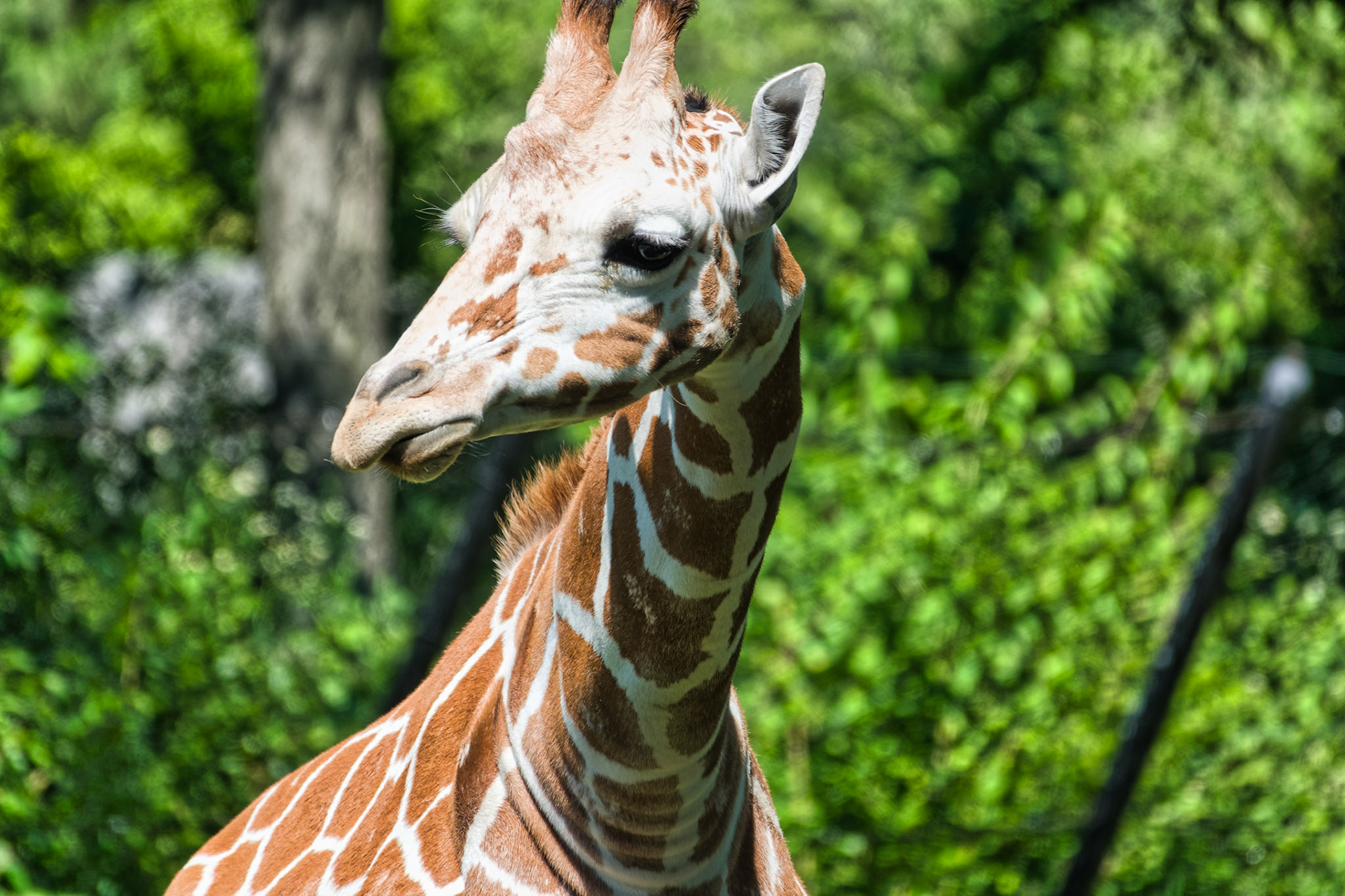 IN Zoo 00160