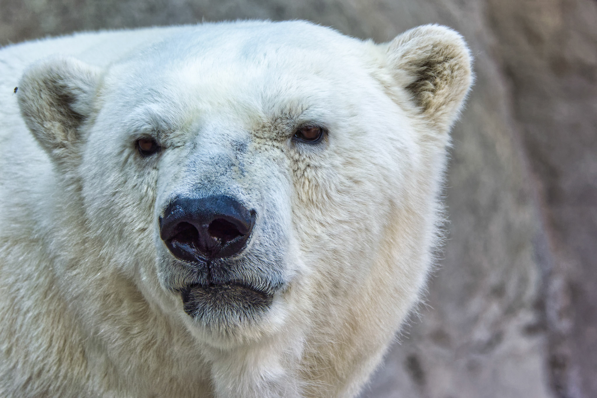 IN Zoo 00022