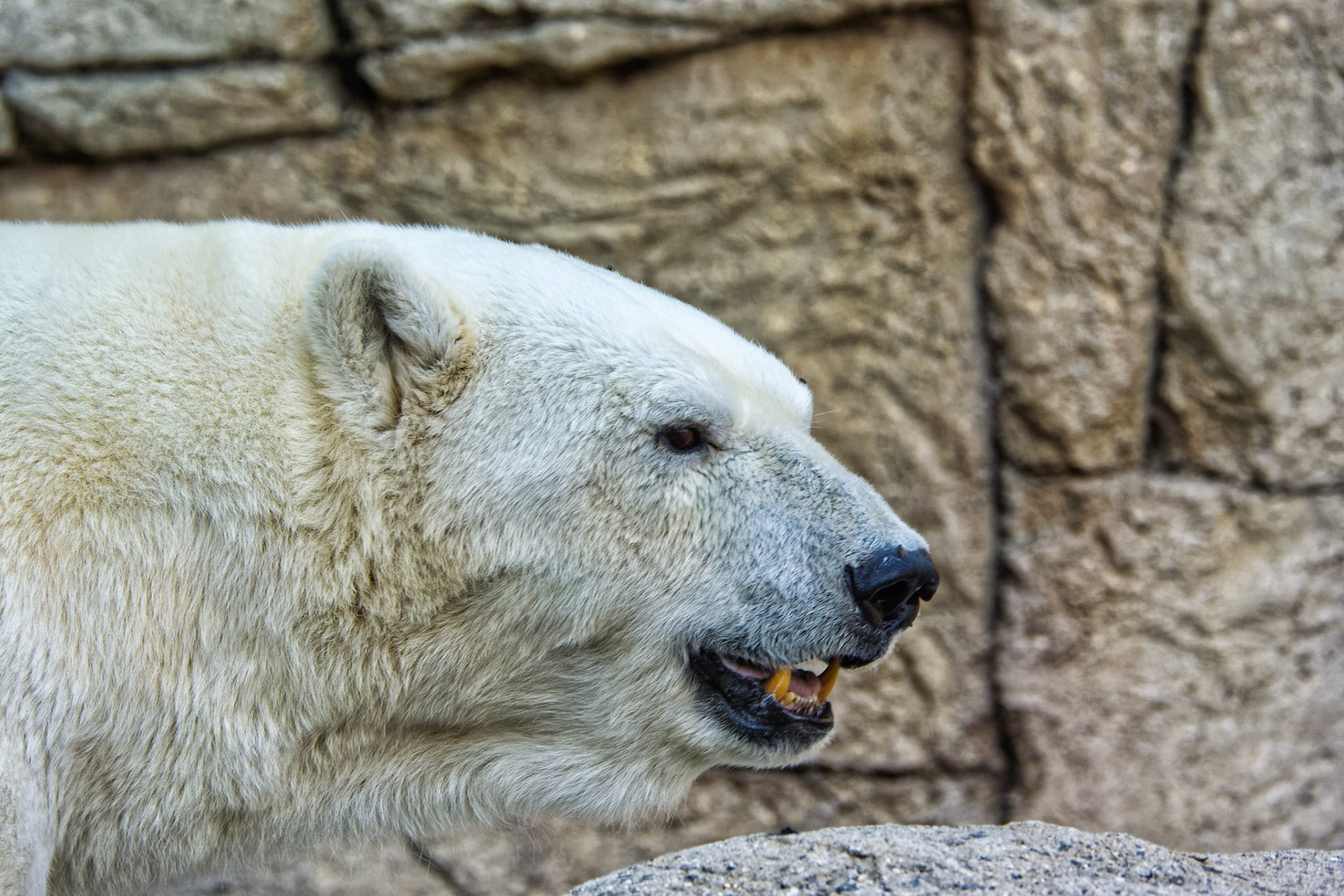 IN Zoo 00016