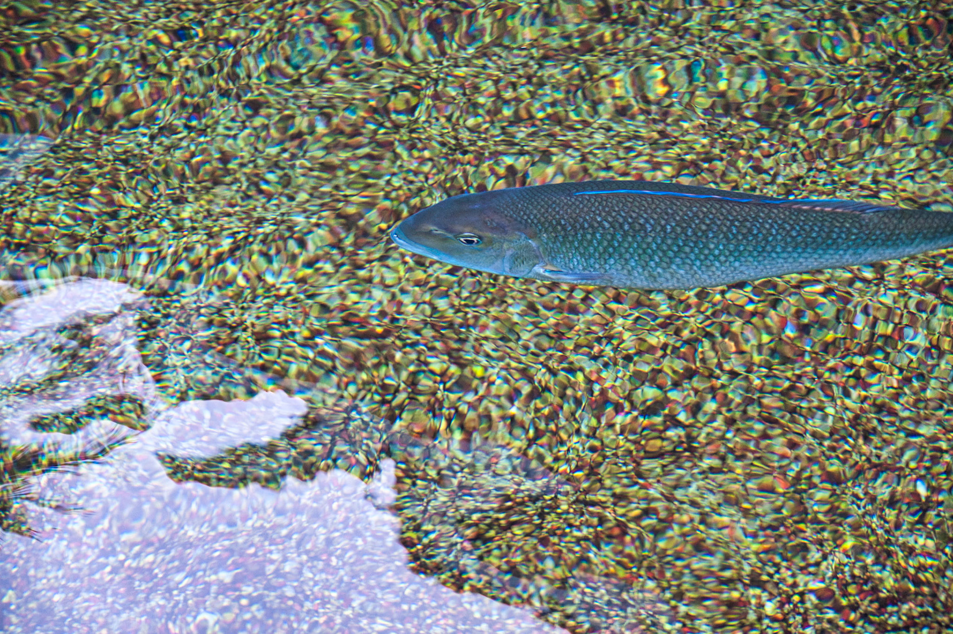 Hawaii Maui 00126