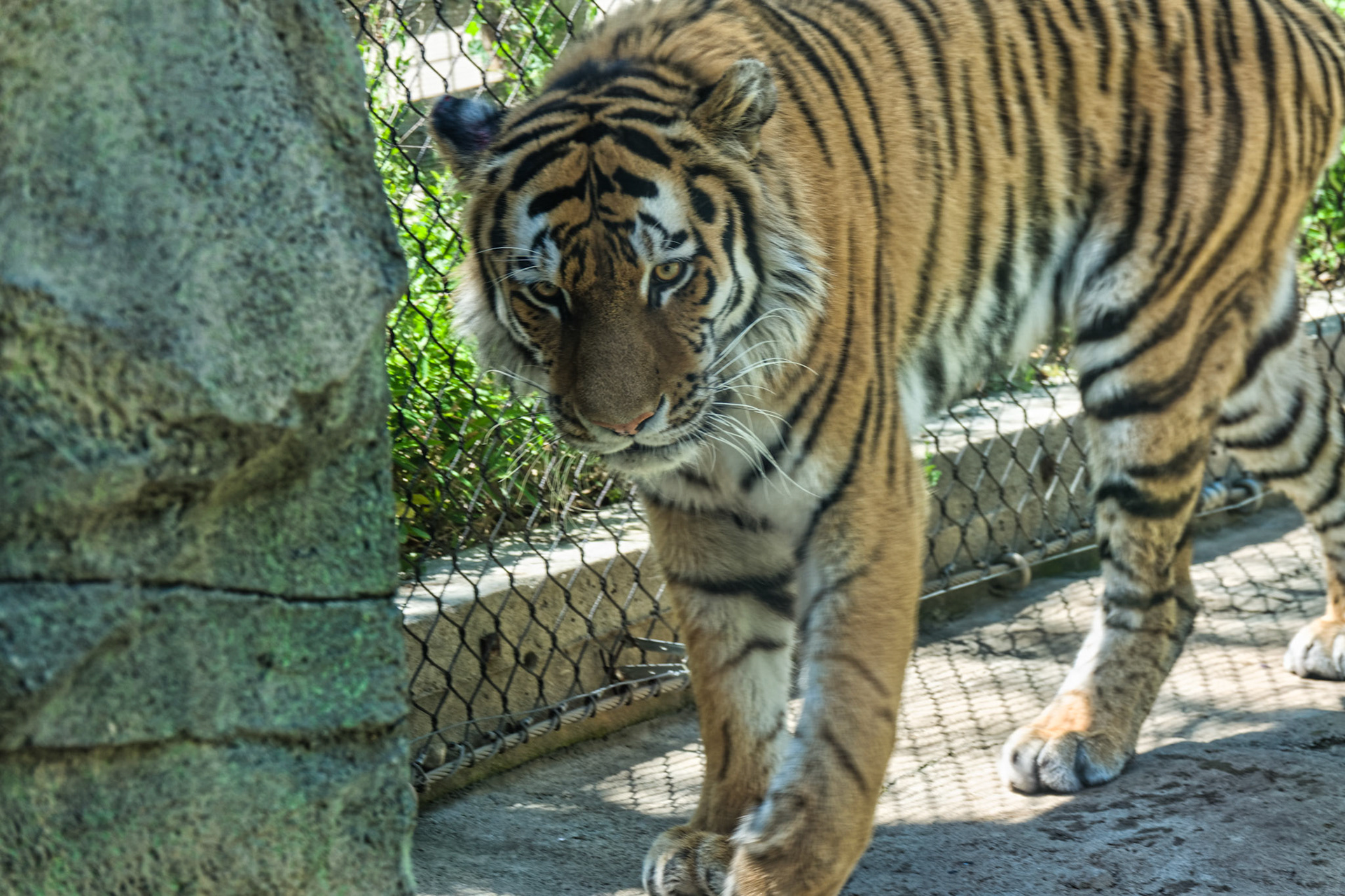 IN Zoo 00138