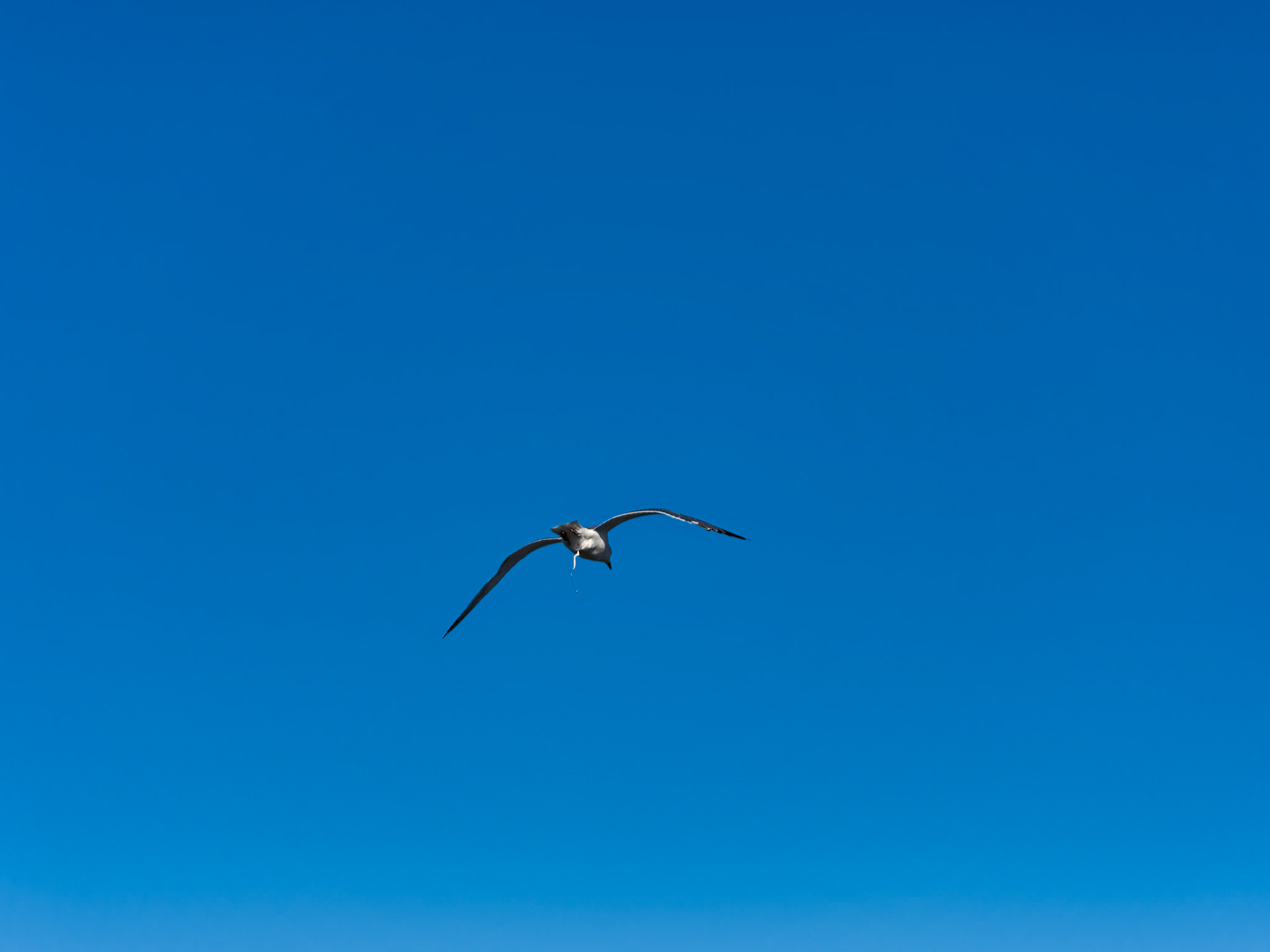 MA Cape Cod Birds 00038