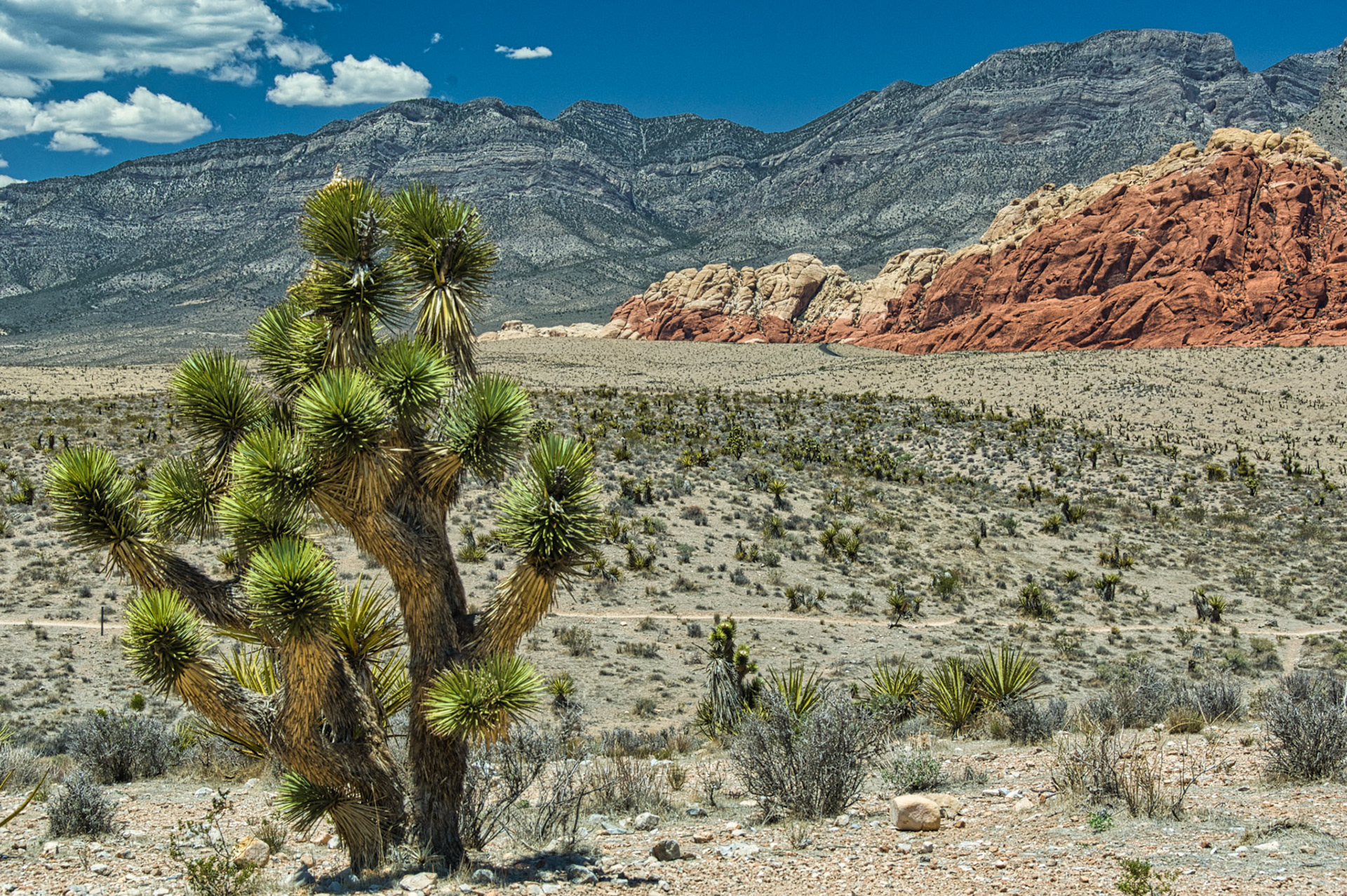 NV Desert 00015