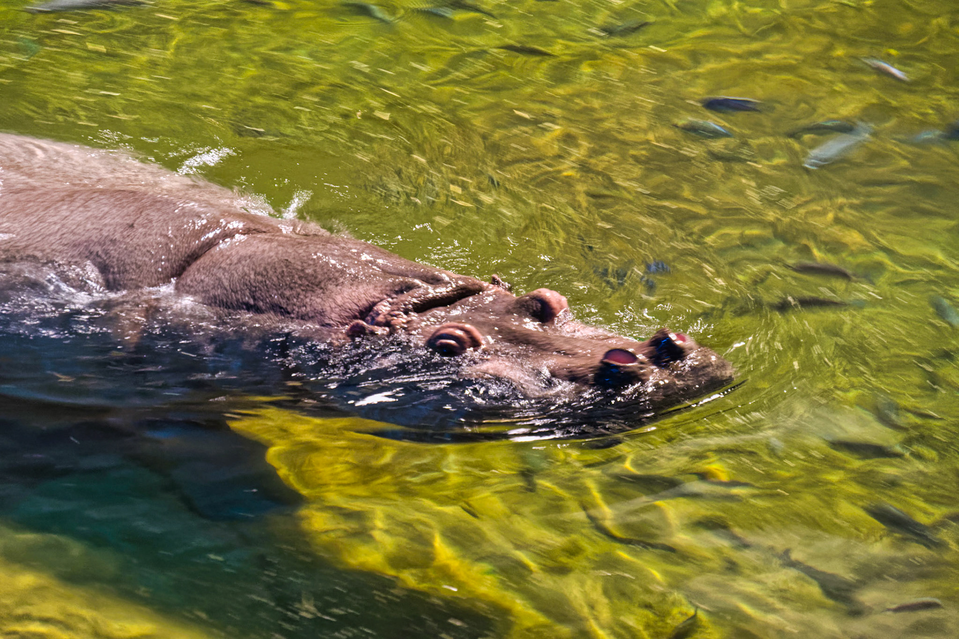 NJ Aquarium 00014