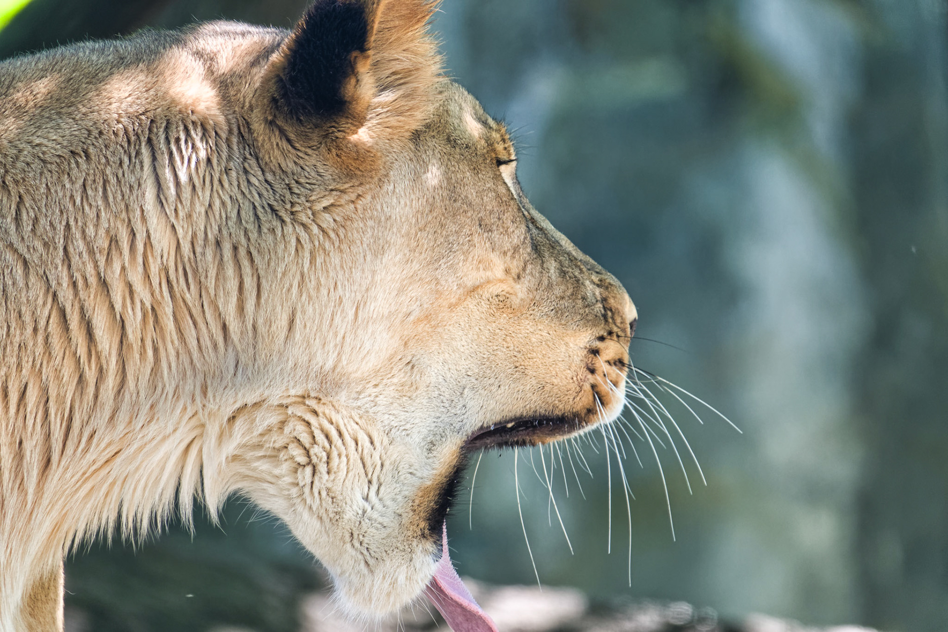 IN Zoo 00175