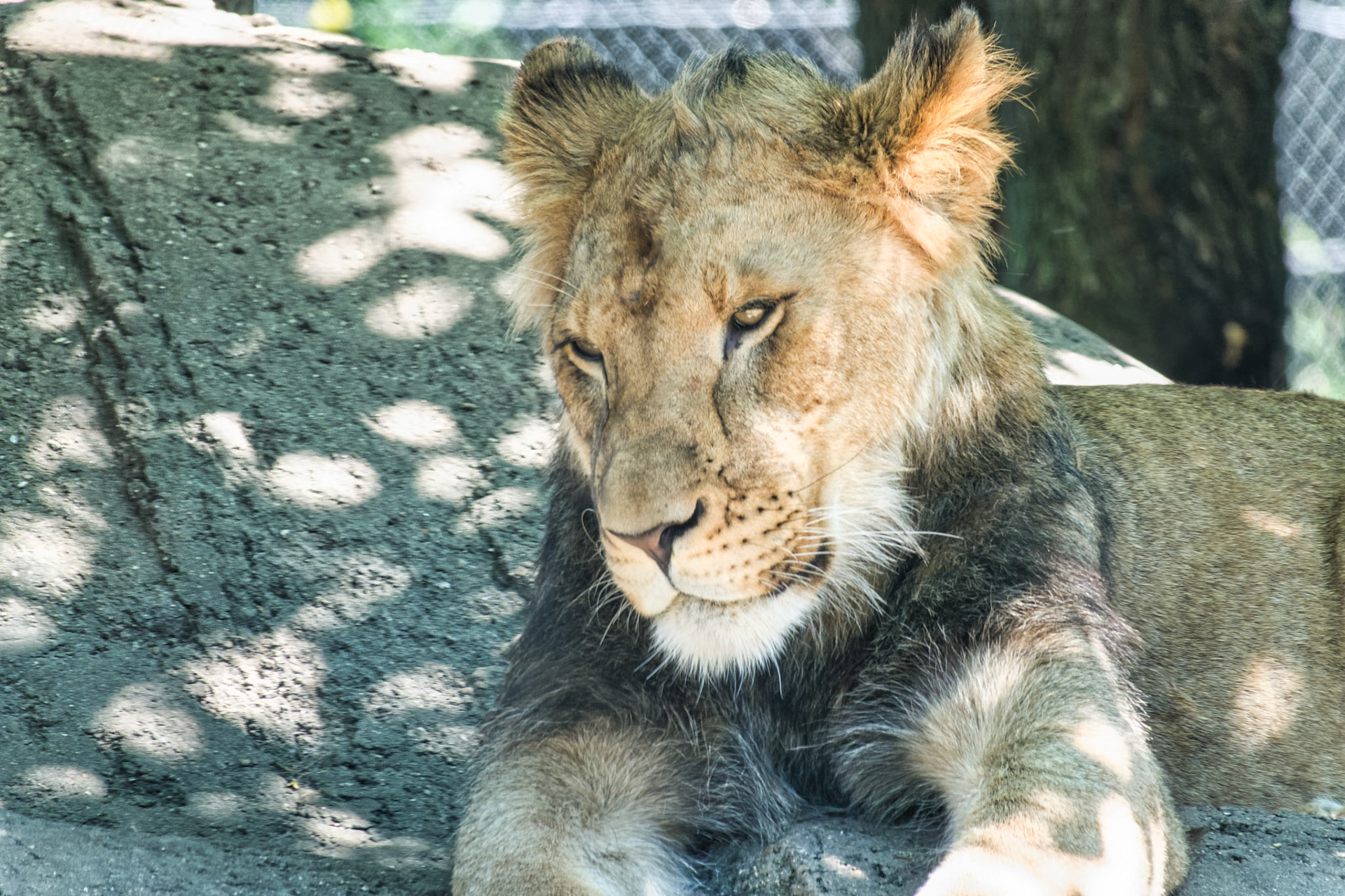 IN Zoo 00184