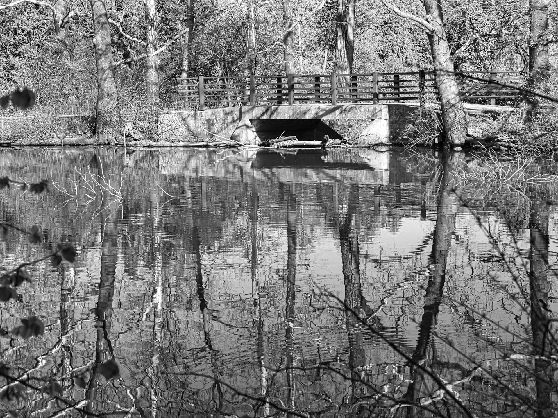 Black & White 00265