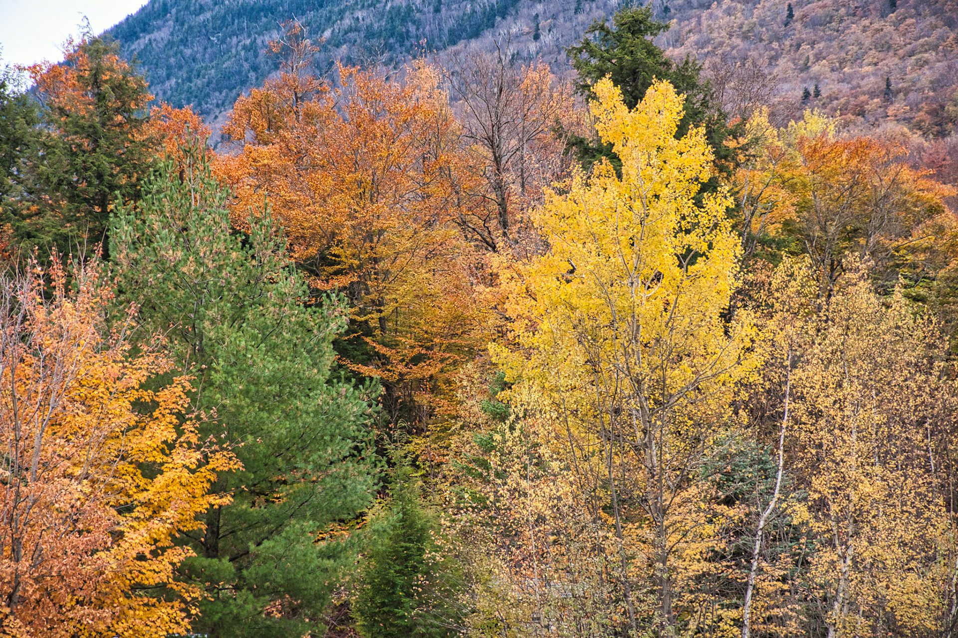 VT Miscellaneous 00029