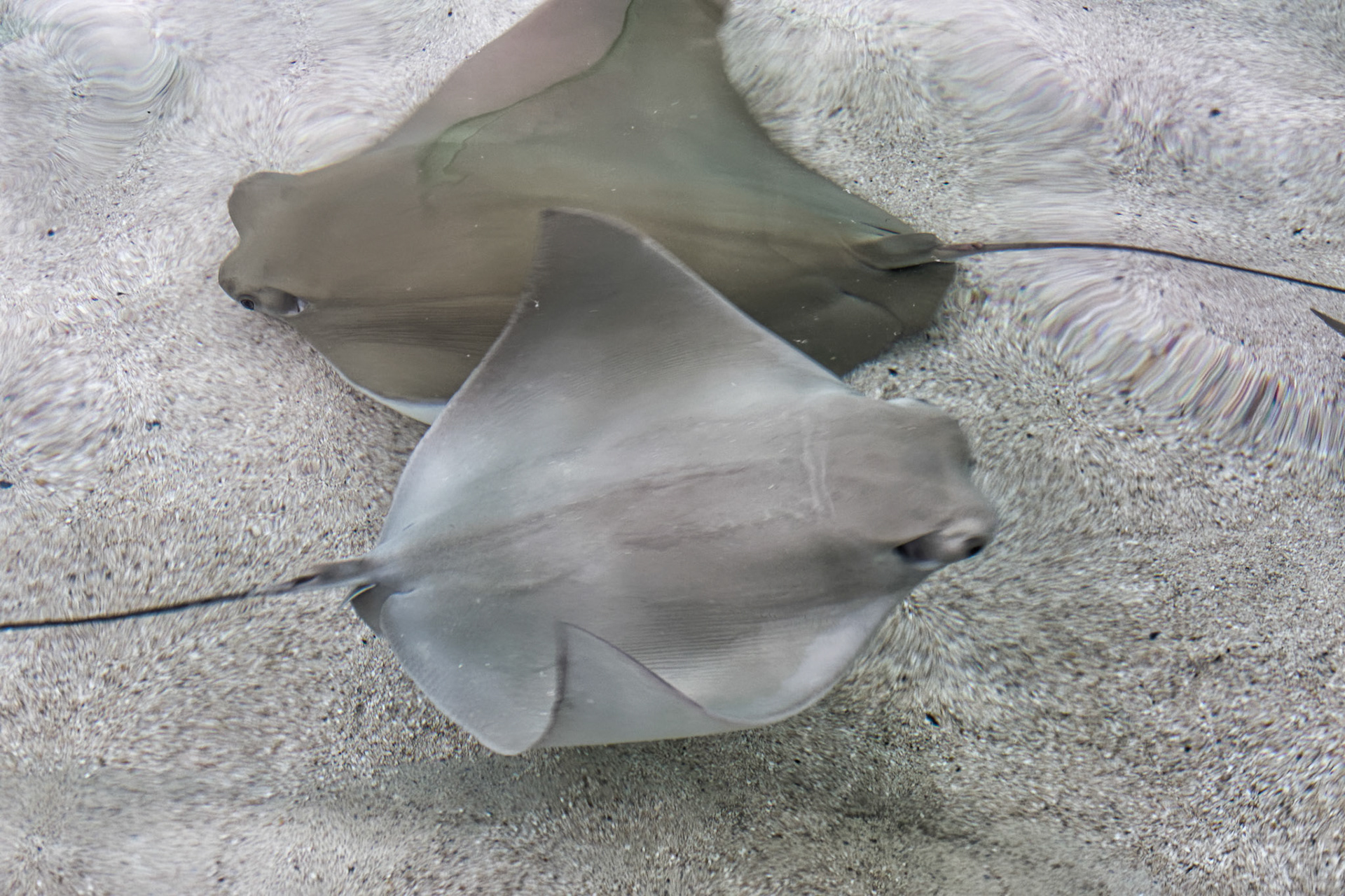 IL Shedd Aquarium 00025